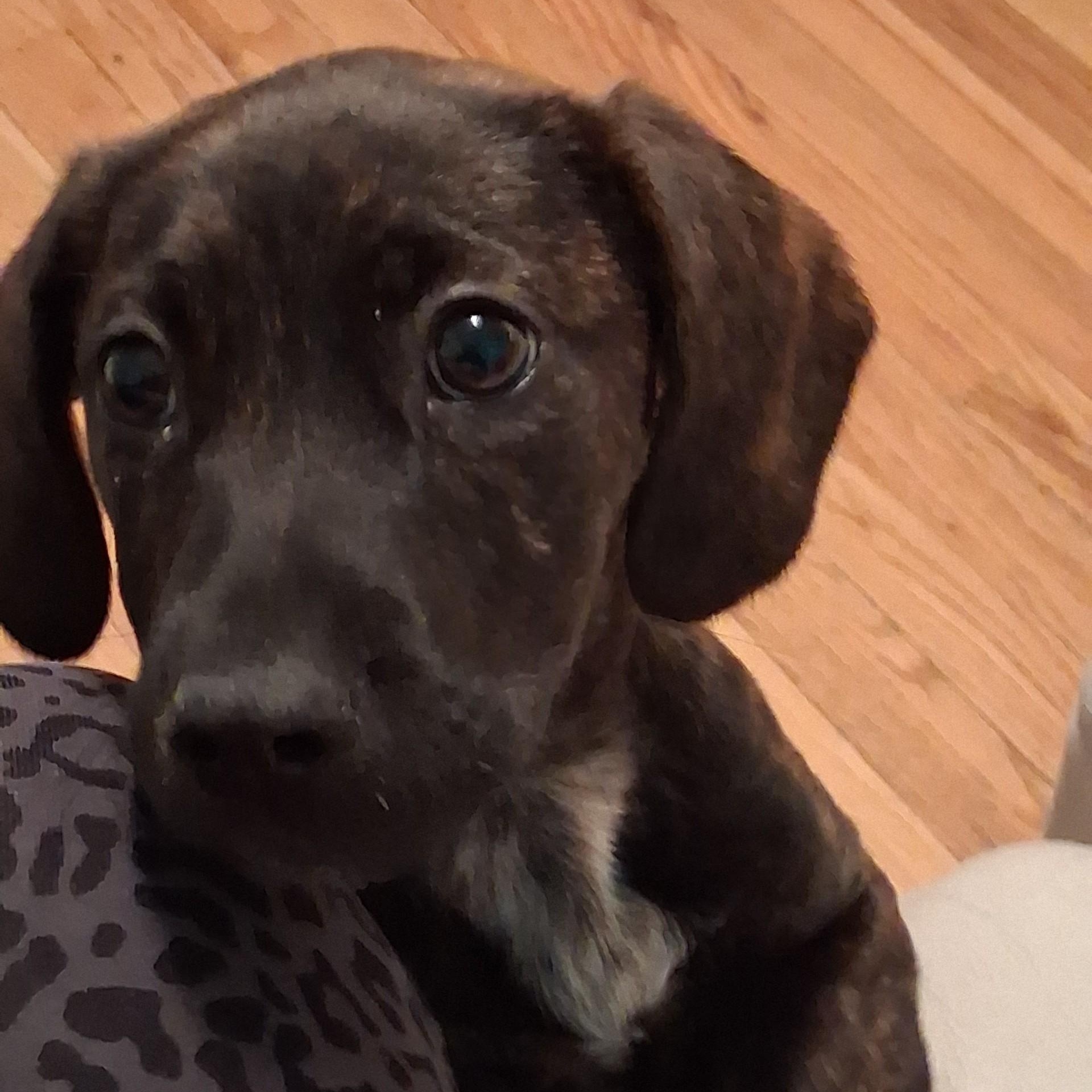 Enlarge Carrot, a ADOPTABLE mixed breed in Danbury, CT image 4/5