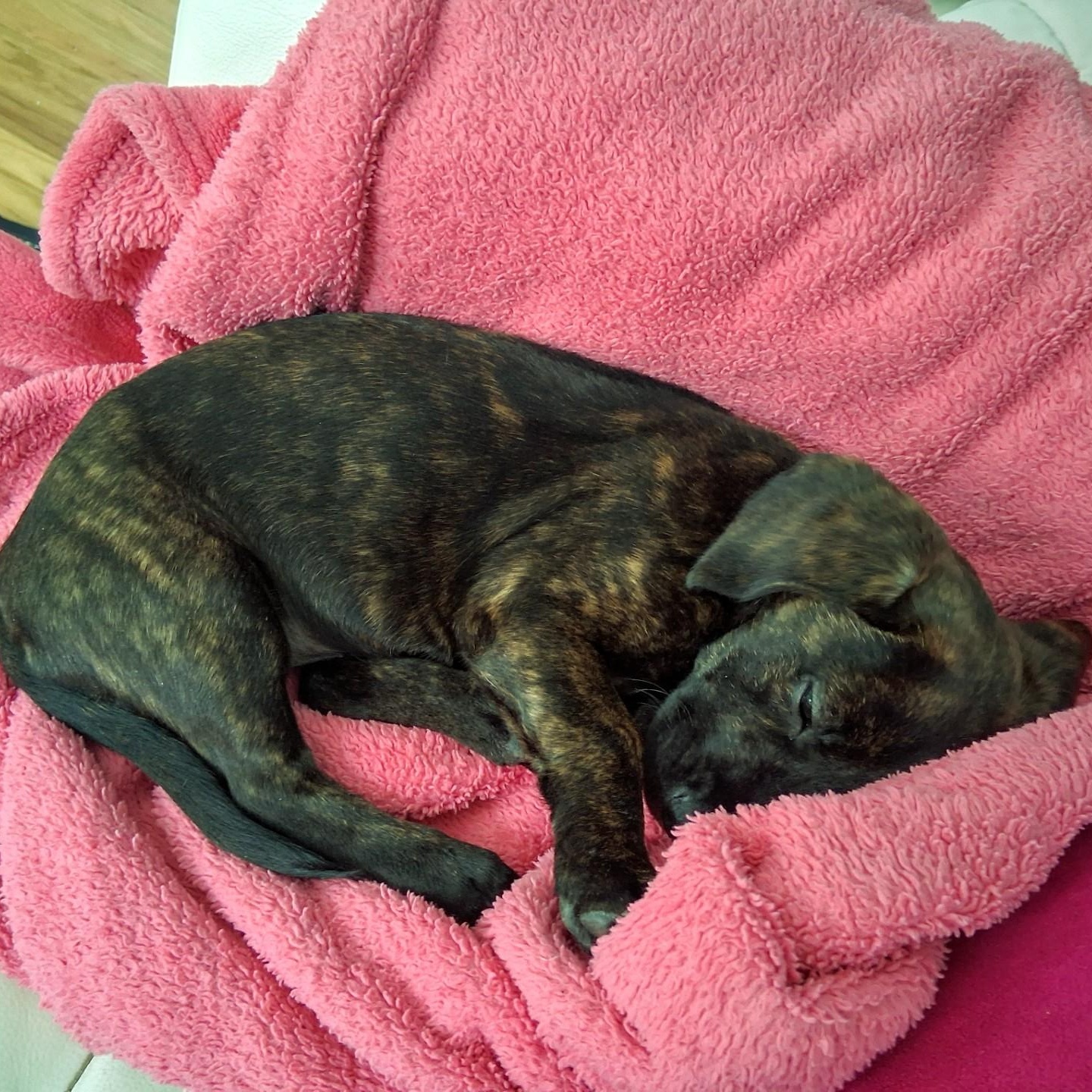 Enlarge Carrot, a ADOPTABLE mixed breed in Danbury, CT image 5/5