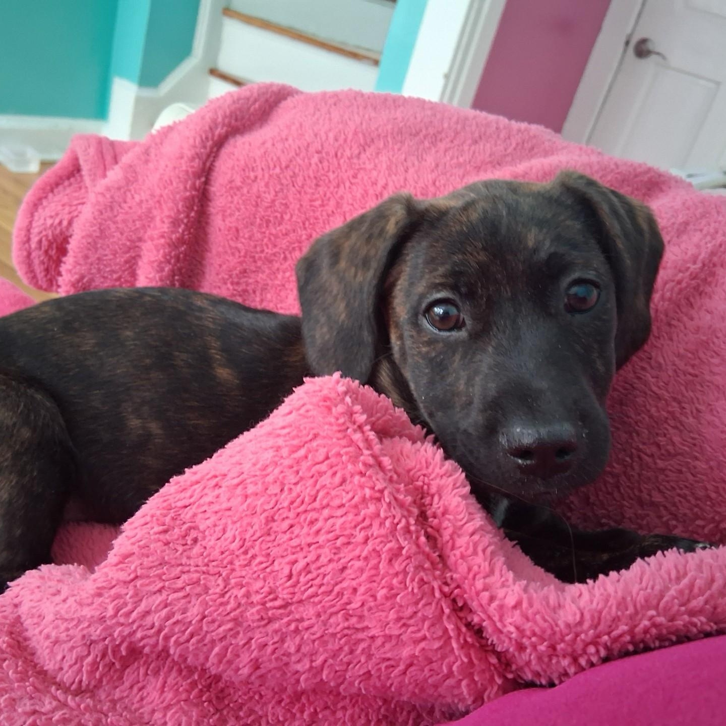 Enlarge Carrot, a ADOPTABLE mixed breed in Danbury, CT image 3/5