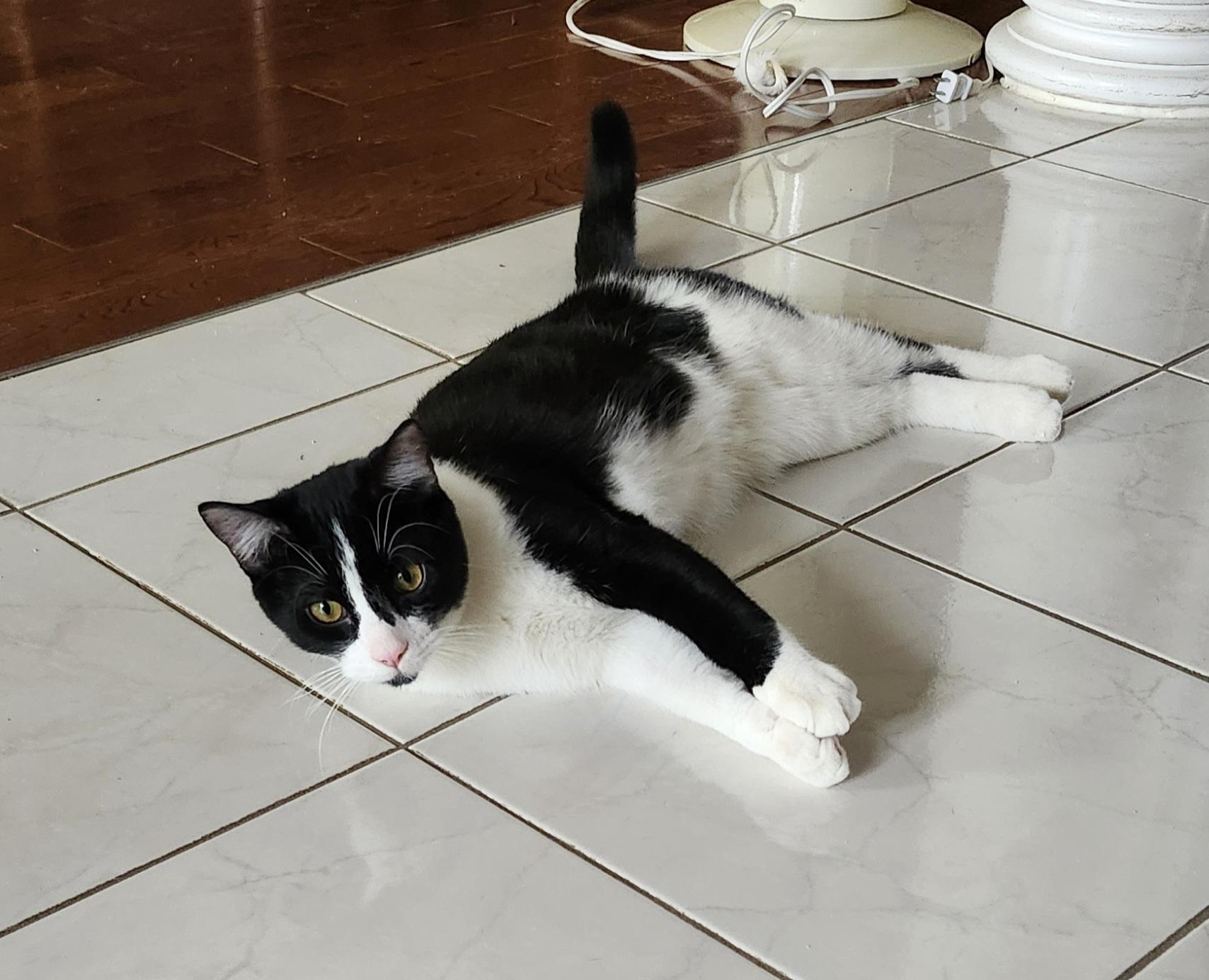 Skipper, Adopted, Young Male Domestic Short Hair.