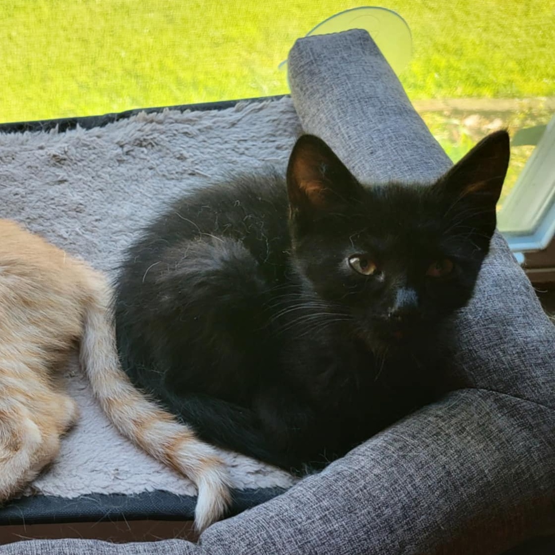 Echo, an adopted Domestic Short Hair in Lakeville, MN_image-1