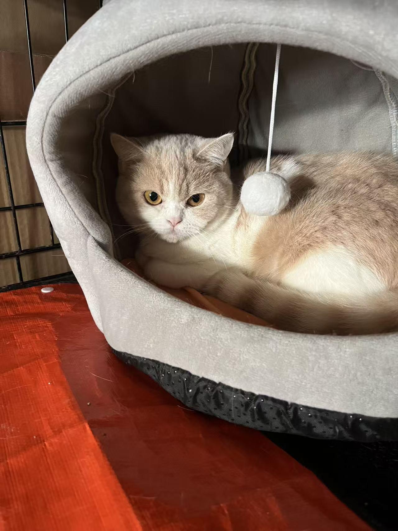 Enlarge Ingrid, a ADOPTABLE British Shorthair in Flushing, NY image 3/4