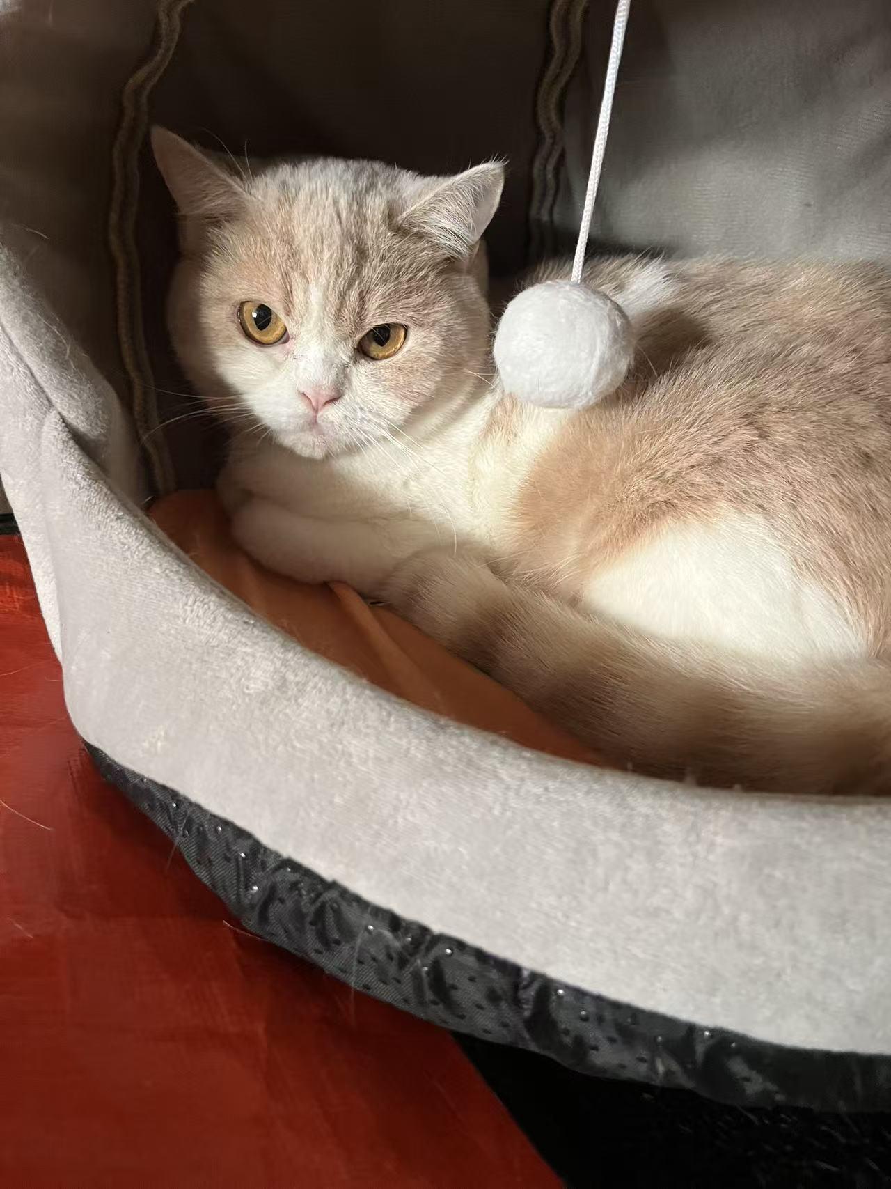 Enlarge Ingrid, a ADOPTABLE British Shorthair in Flushing, NY image 4/4