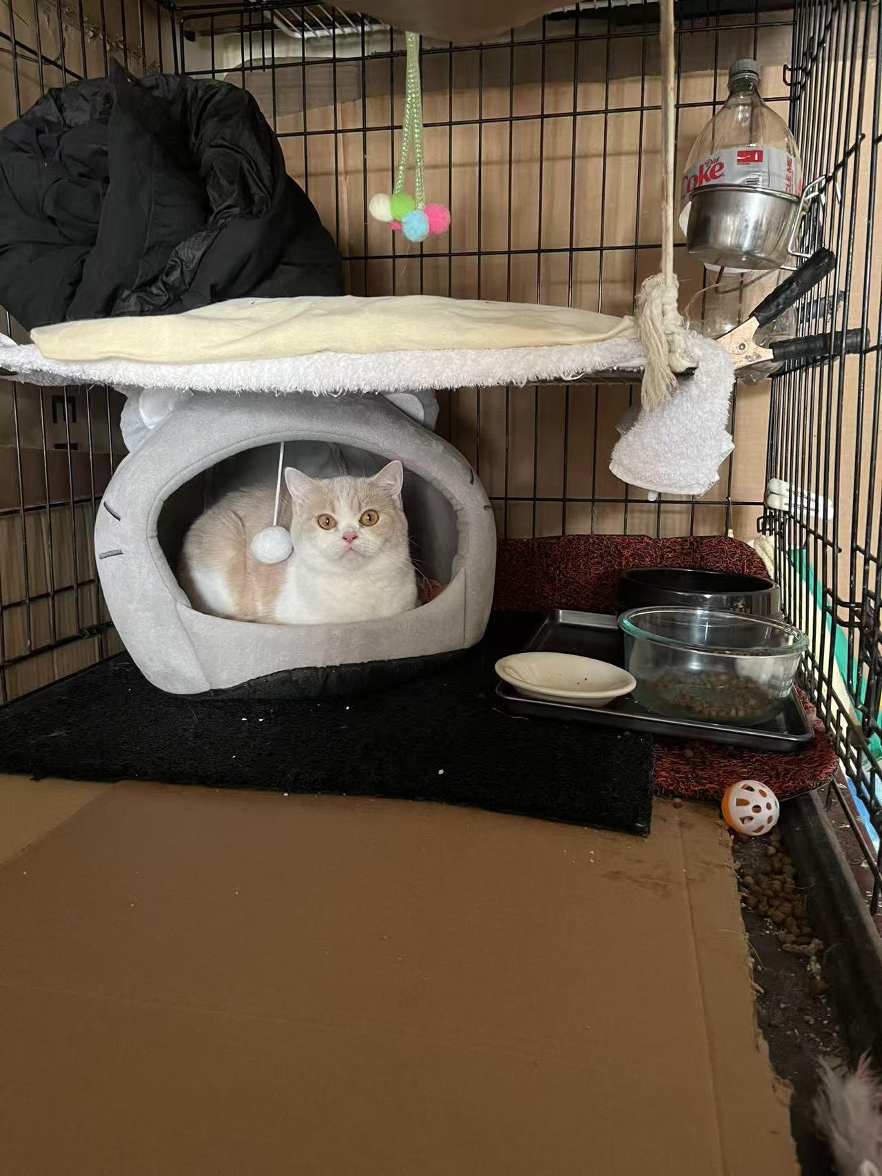 Ingrid, ADOPTABLE, Young Female British Shorthair.