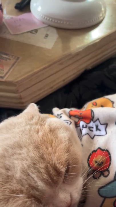 Enlarge Ingrid, a ADOPTABLE British Shorthair in Flushing, NY video 2/4