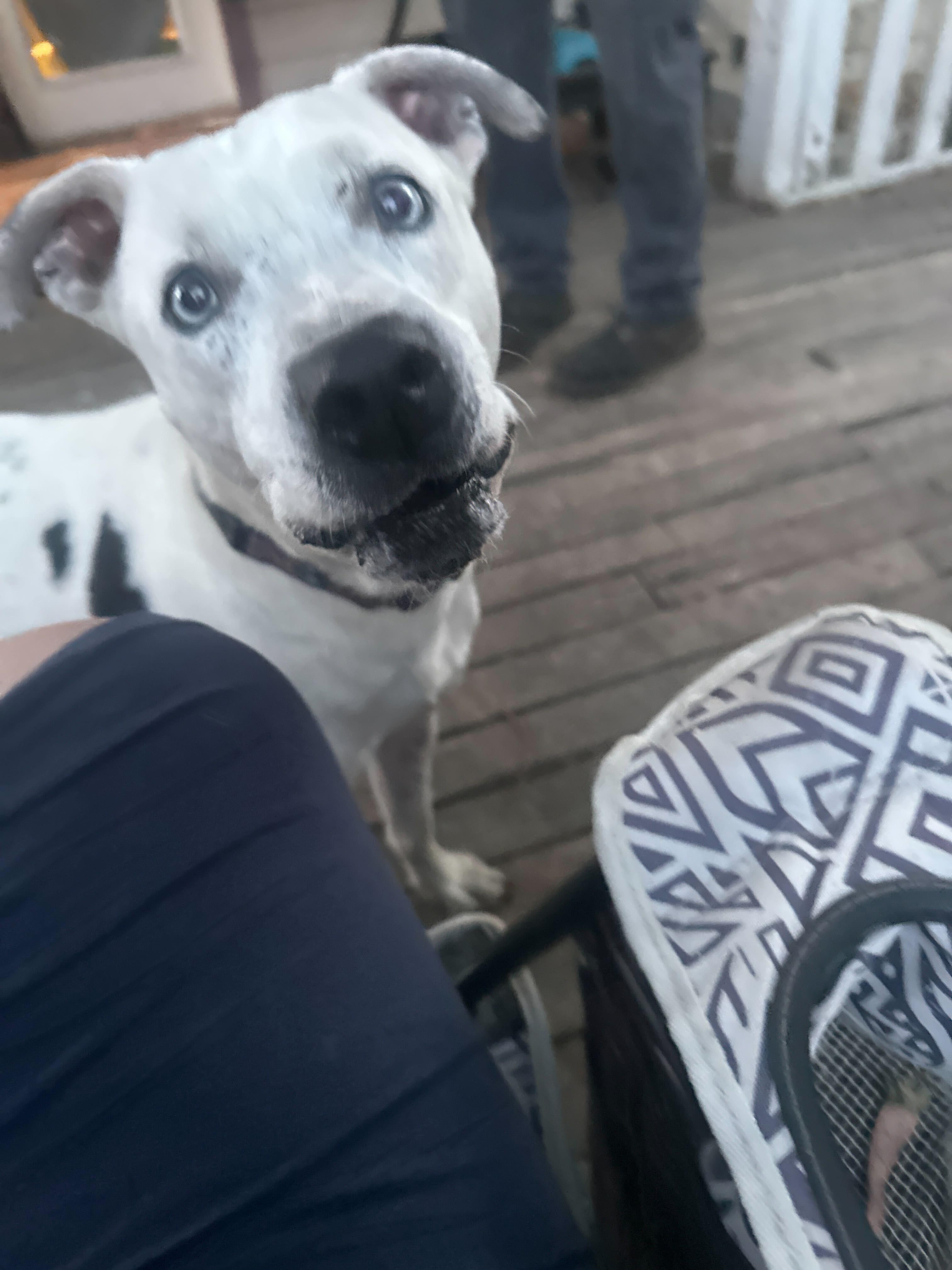 Enlarge Pappas (URGENT), a Adoptable mixed breed in Tracy, CA image 1/6