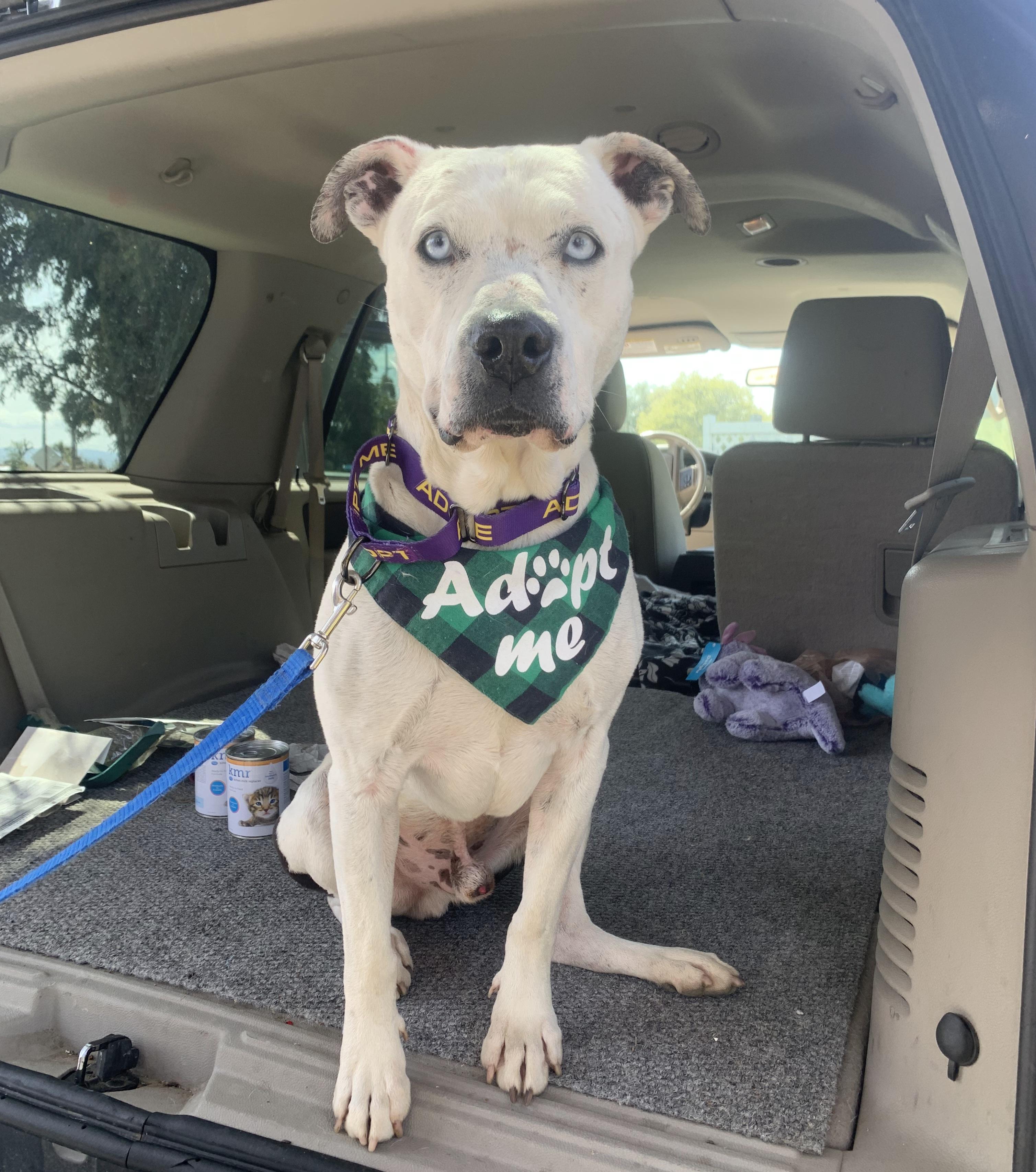 Enlarge Pappas (URGENT), a Adoptable mixed breed in Tracy, CA image 2/6