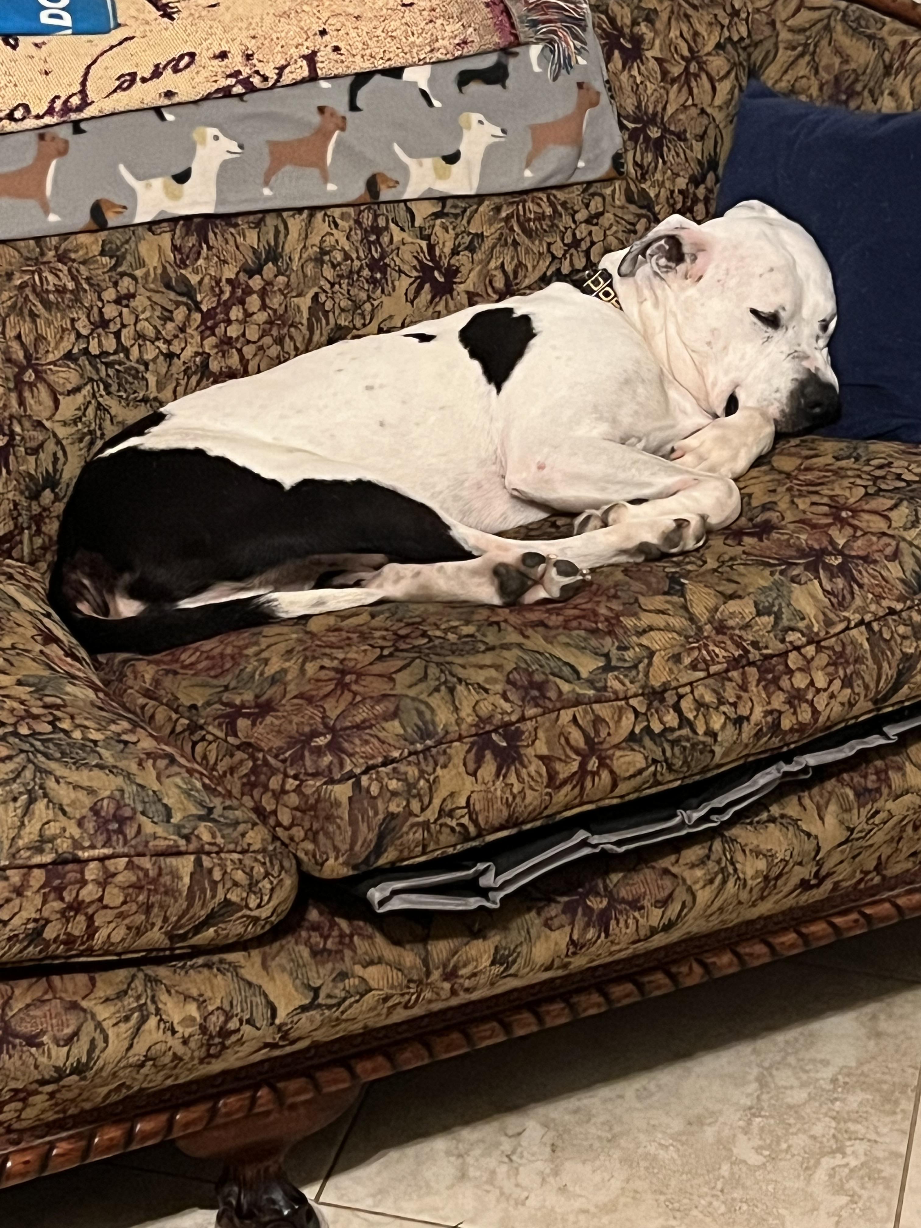 Enlarge Pappas (URGENT), a Adoptable mixed breed in Tracy, CA image 5/6