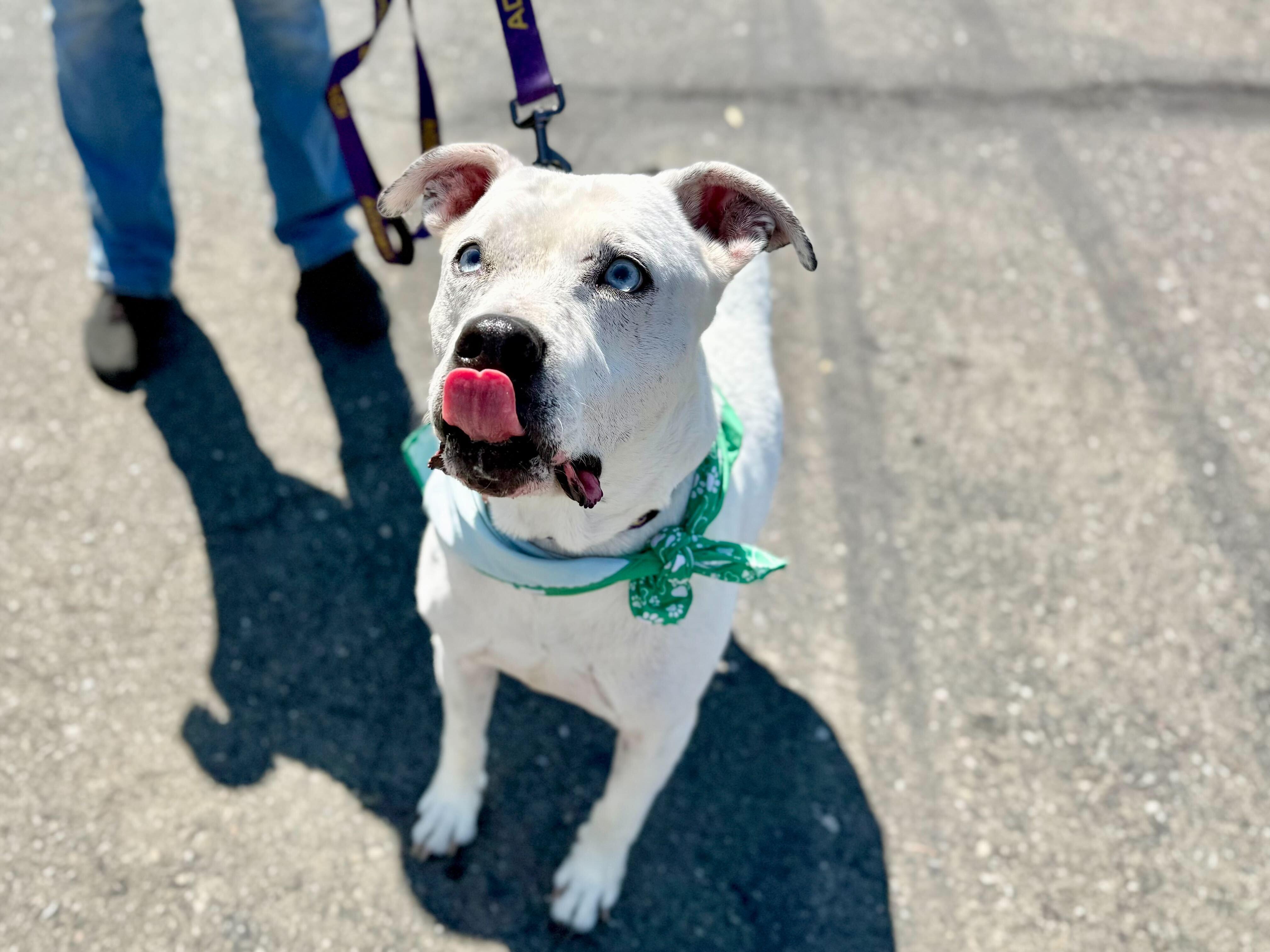 Enlarge Pappas (URGENT), a Adoptable mixed breed in Tracy, CA image 6/6