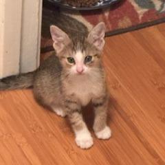 Fritz, a Adoptable Domestic Short Hair in Leander, TX image 1/3