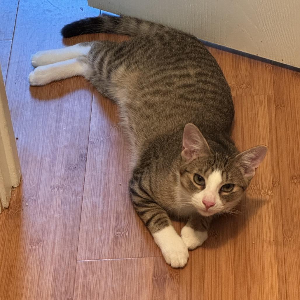 Fritz, a Adoptable Domestic Short Hair in Leander, TX image 2/3