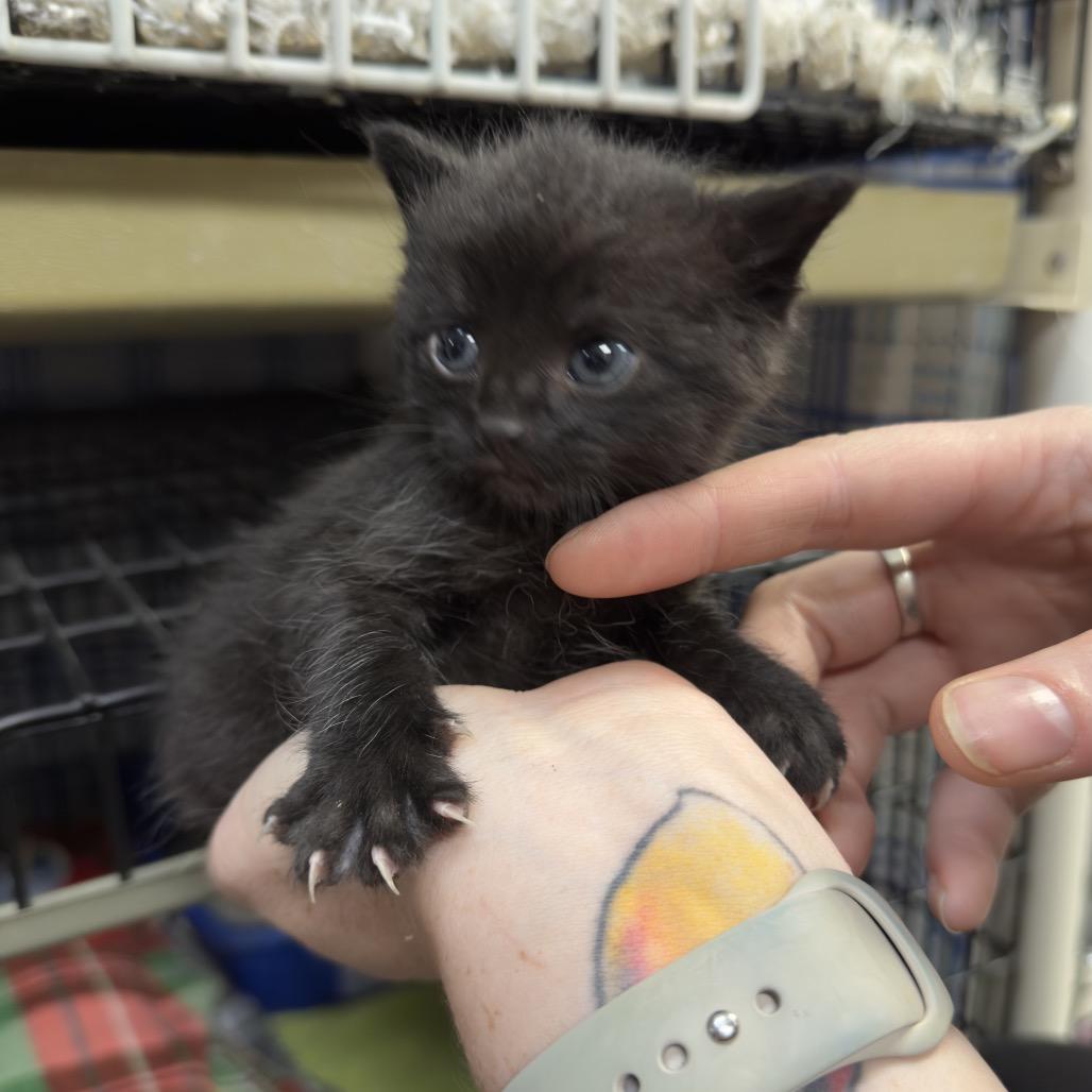 Anakin, Adoptable, Kitten Male Domestic Short Hair.