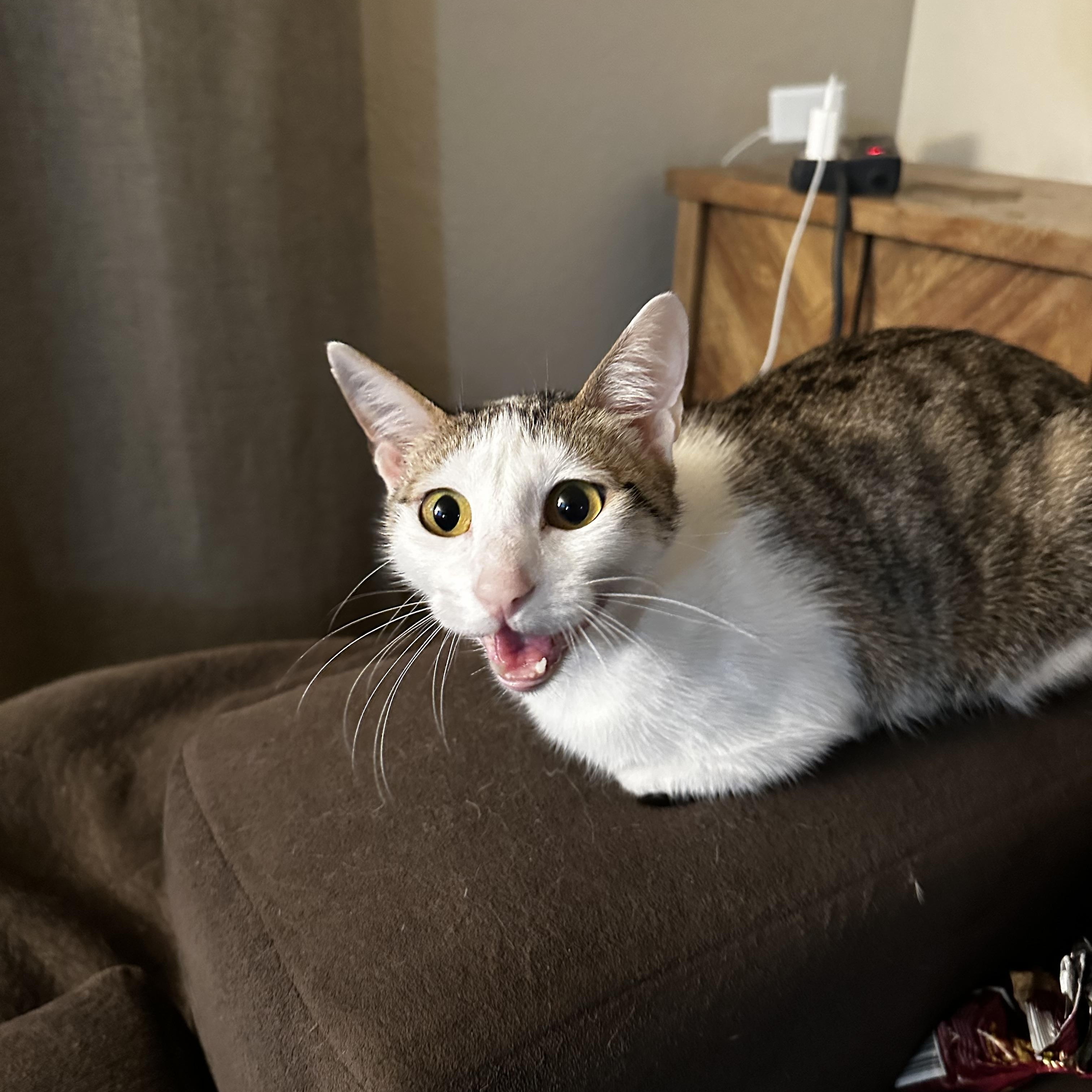 Primrose, Adult Female Domestic Short Hair