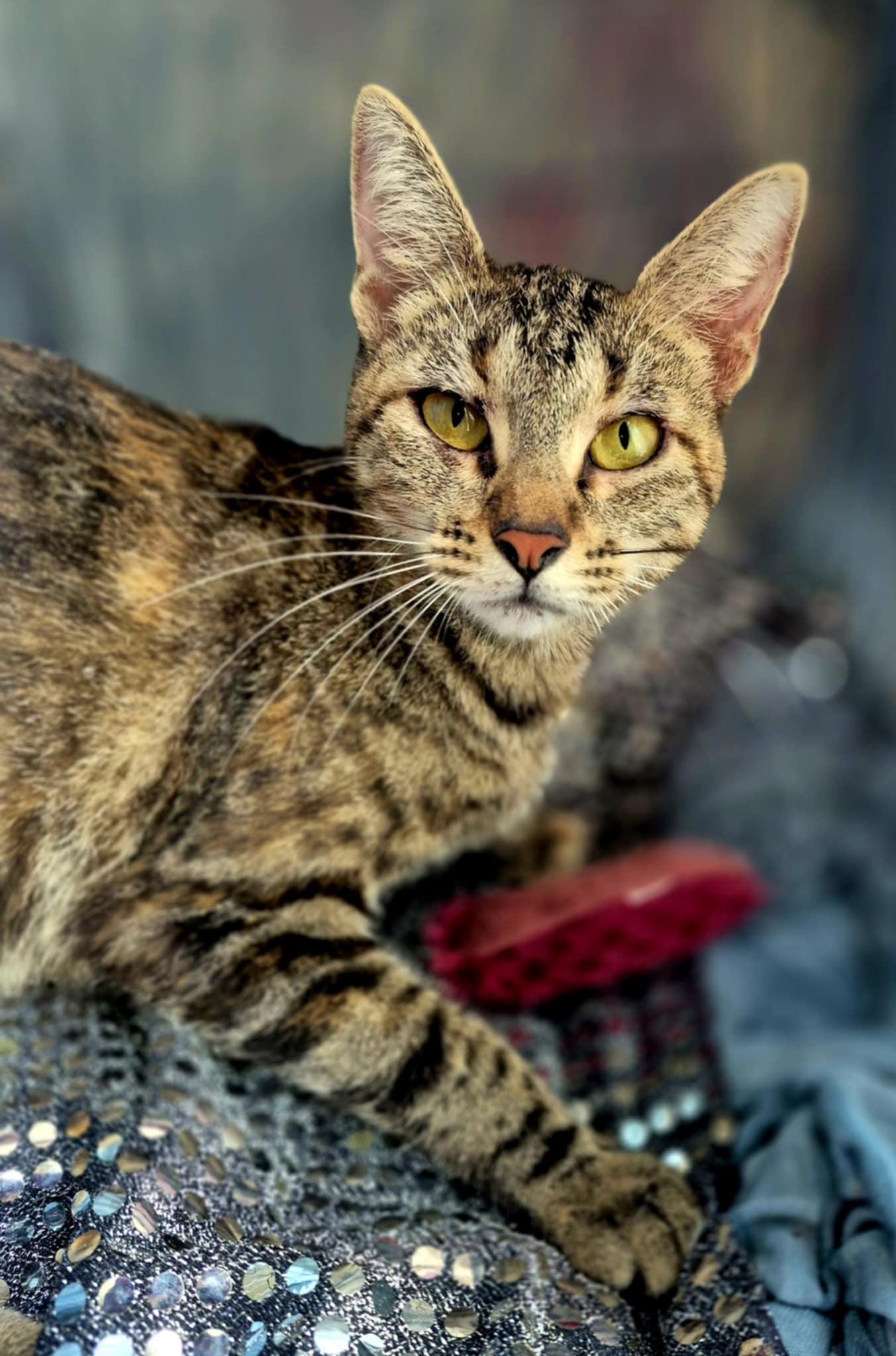 Isabelle, Adult Female Domestic Short Hair