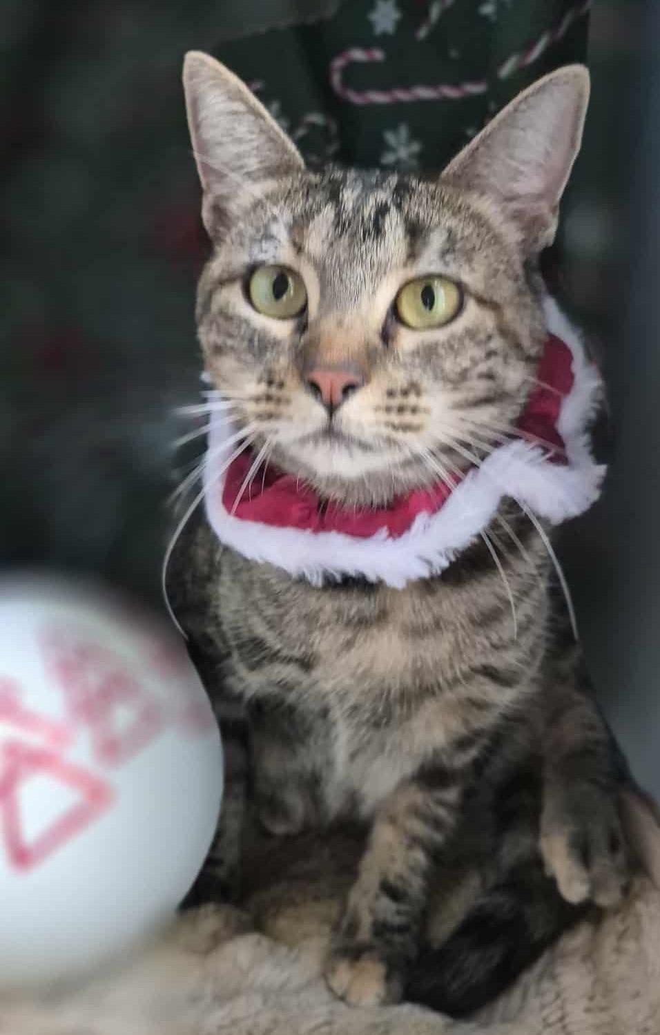 Isabelle, a Adoptable Torbie in Ocean Springs, MS image 1/5