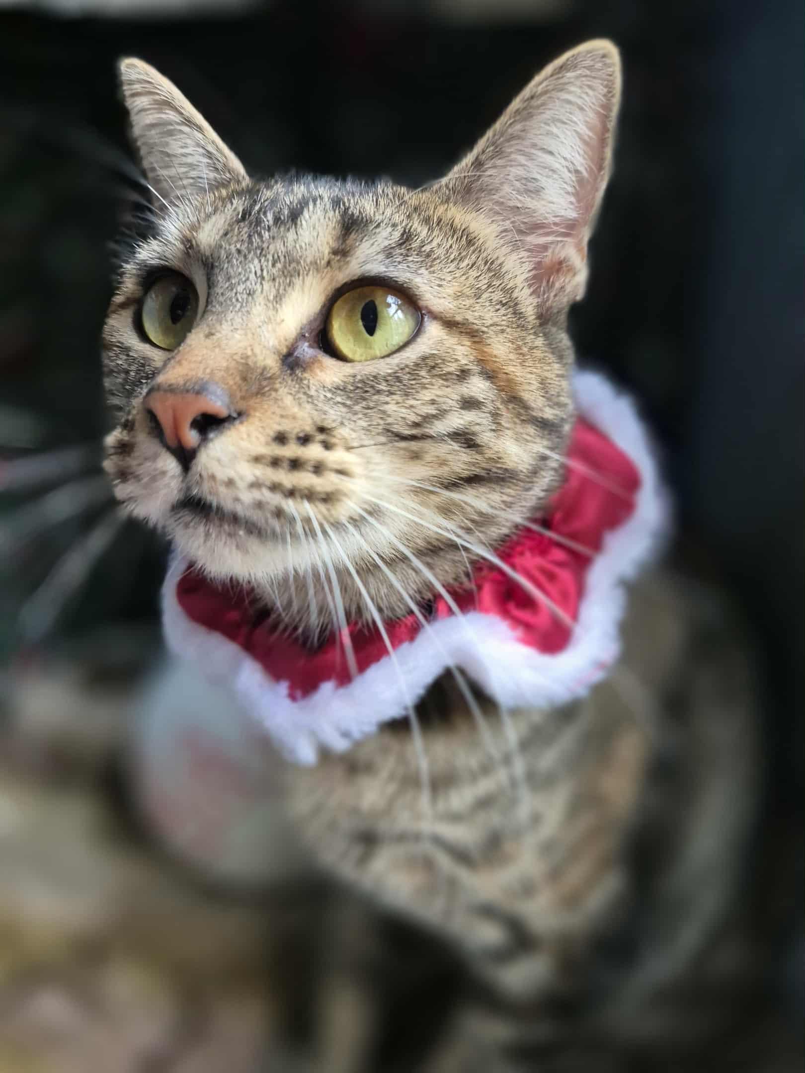 Isabelle, a Adoptable Torbie in Ocean Springs, MS image 2/5
