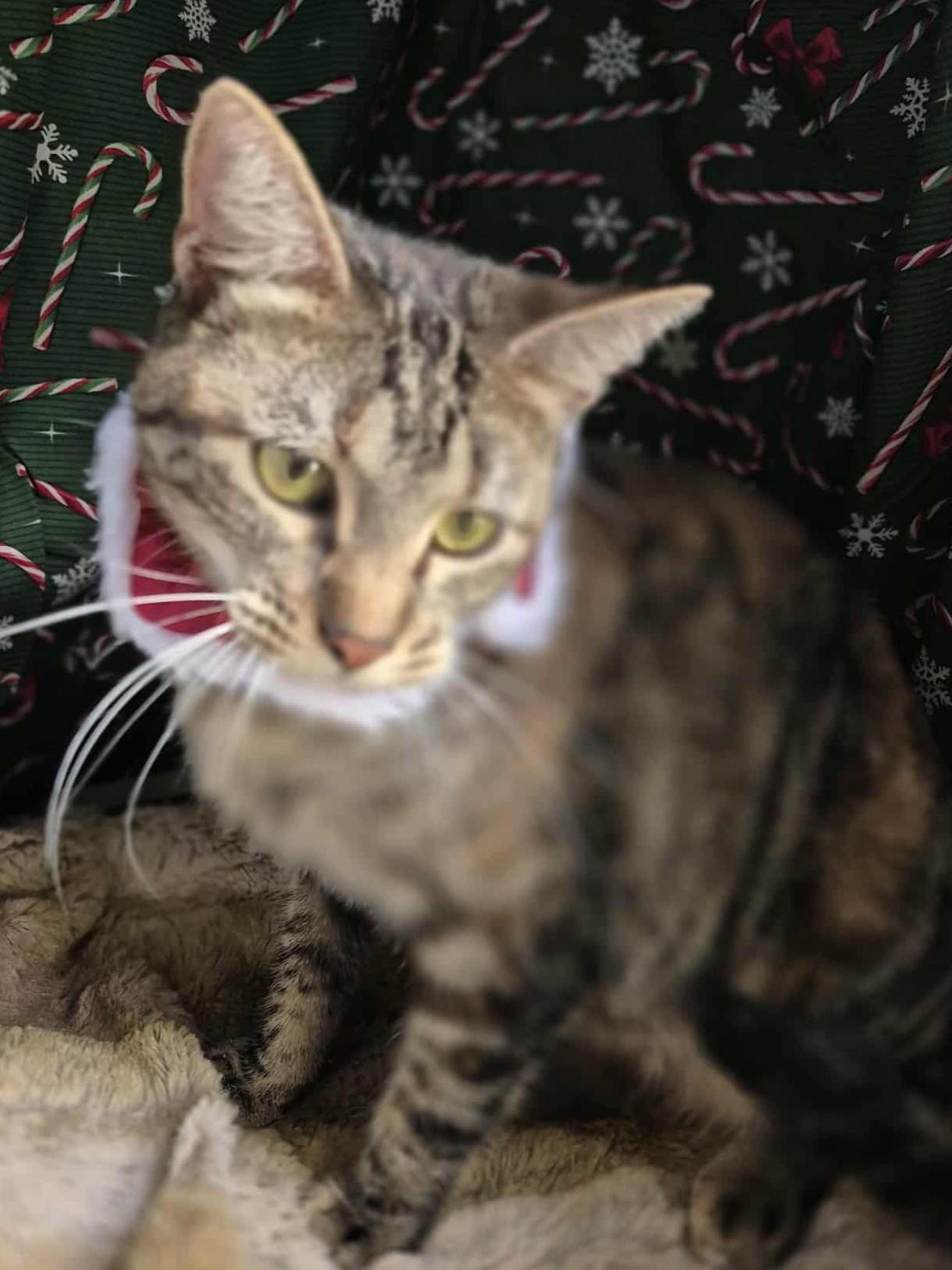 Isabelle, a Adoptable Torbie in Ocean Springs, MS image 3/5