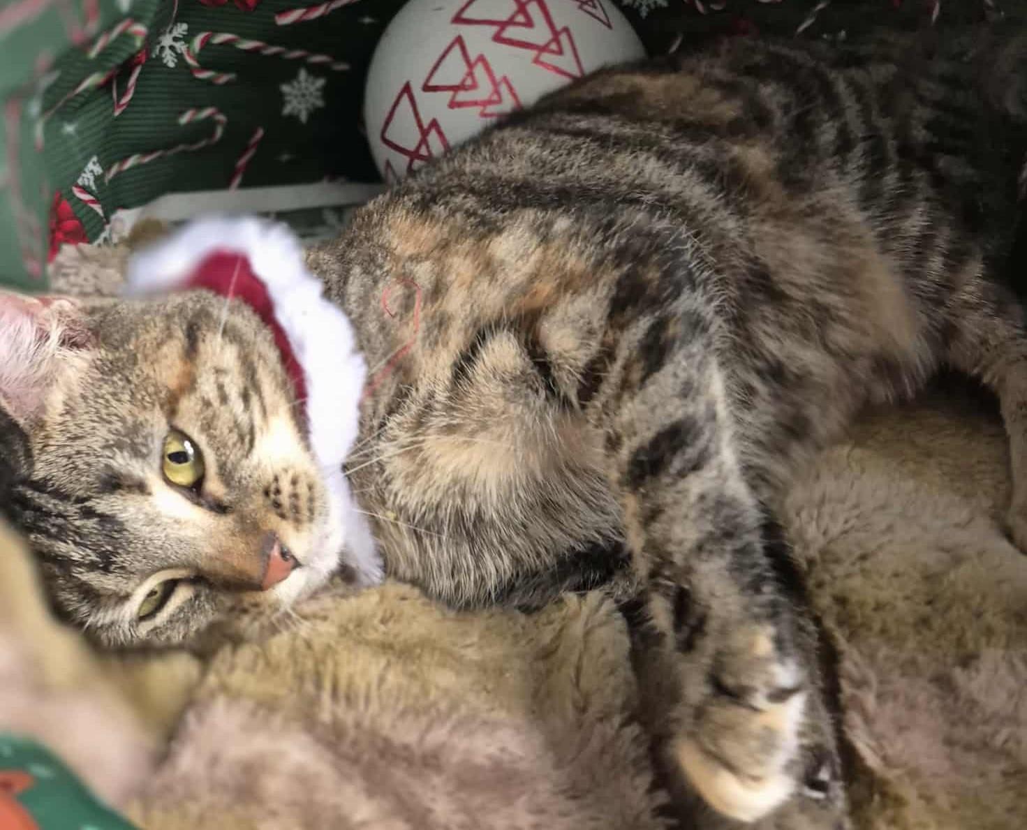 Isabelle, a Adoptable Torbie in Ocean Springs, MS image 4/5