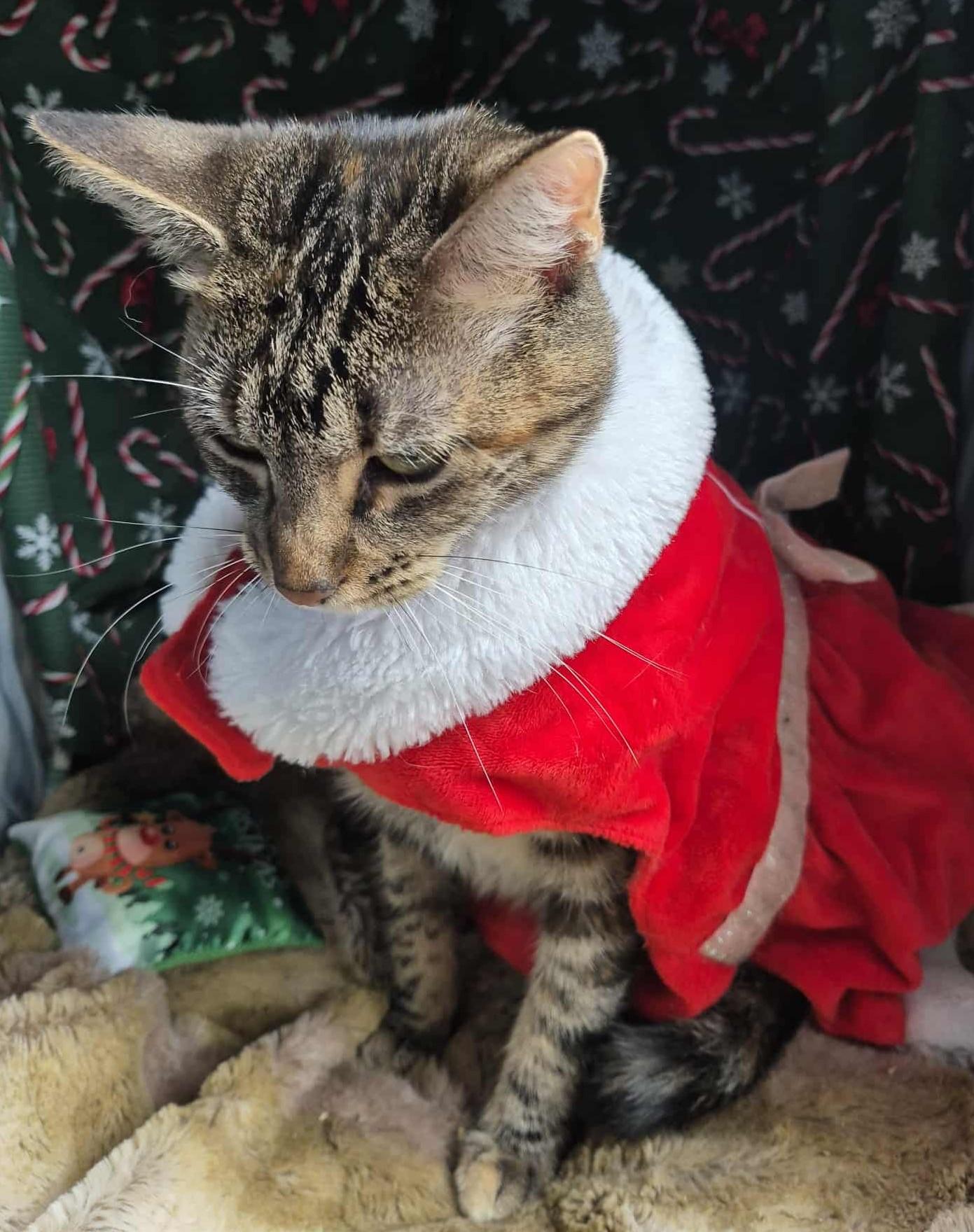 Isabelle, a Adoptable Torbie in Ocean Springs, MS image 5/5