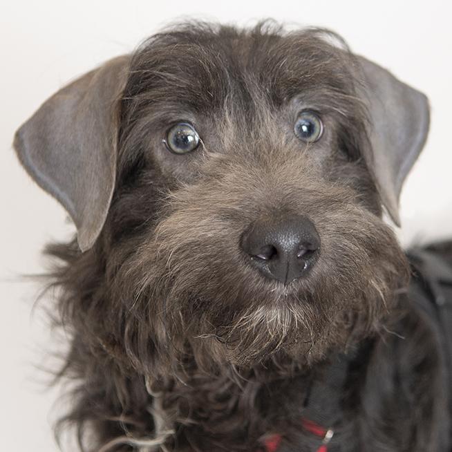 Enlarge Sam, an adopted Aussiedoodle in Chicago, IL image 1/3
