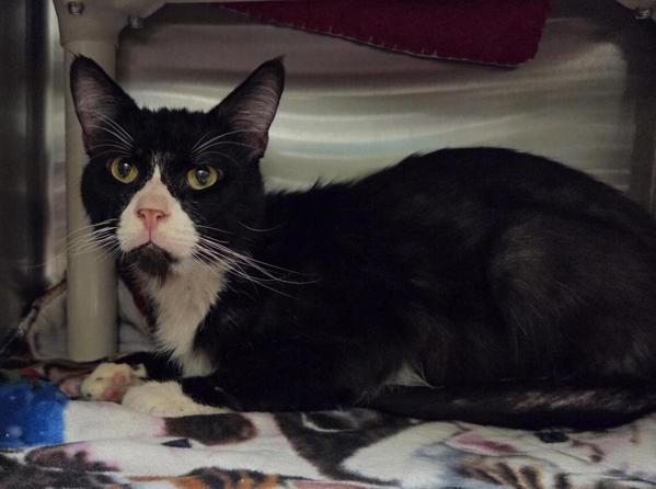 Copyright Infringement, Adoptable, Adult Male Domestic Short Hair.