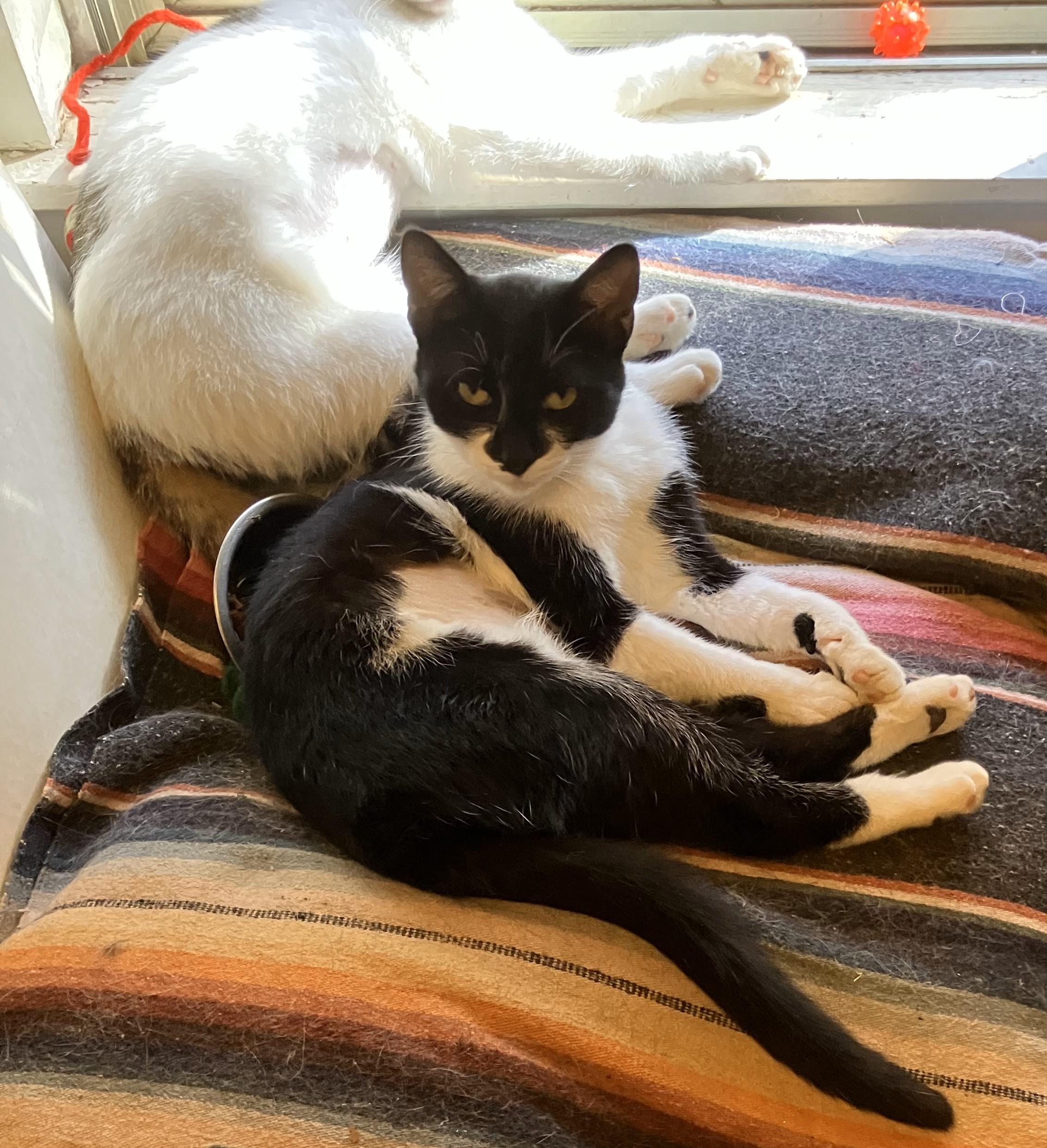 Enlarge Poppy, a Adoptable Tuxedo in Denton, TX image 1/4