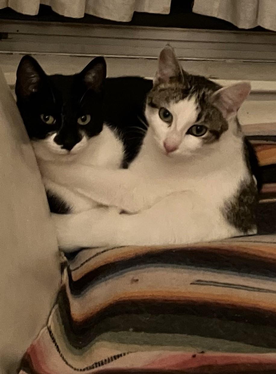 Enlarge Poppy, a Adoptable Tuxedo in Denton, TX image 3/4