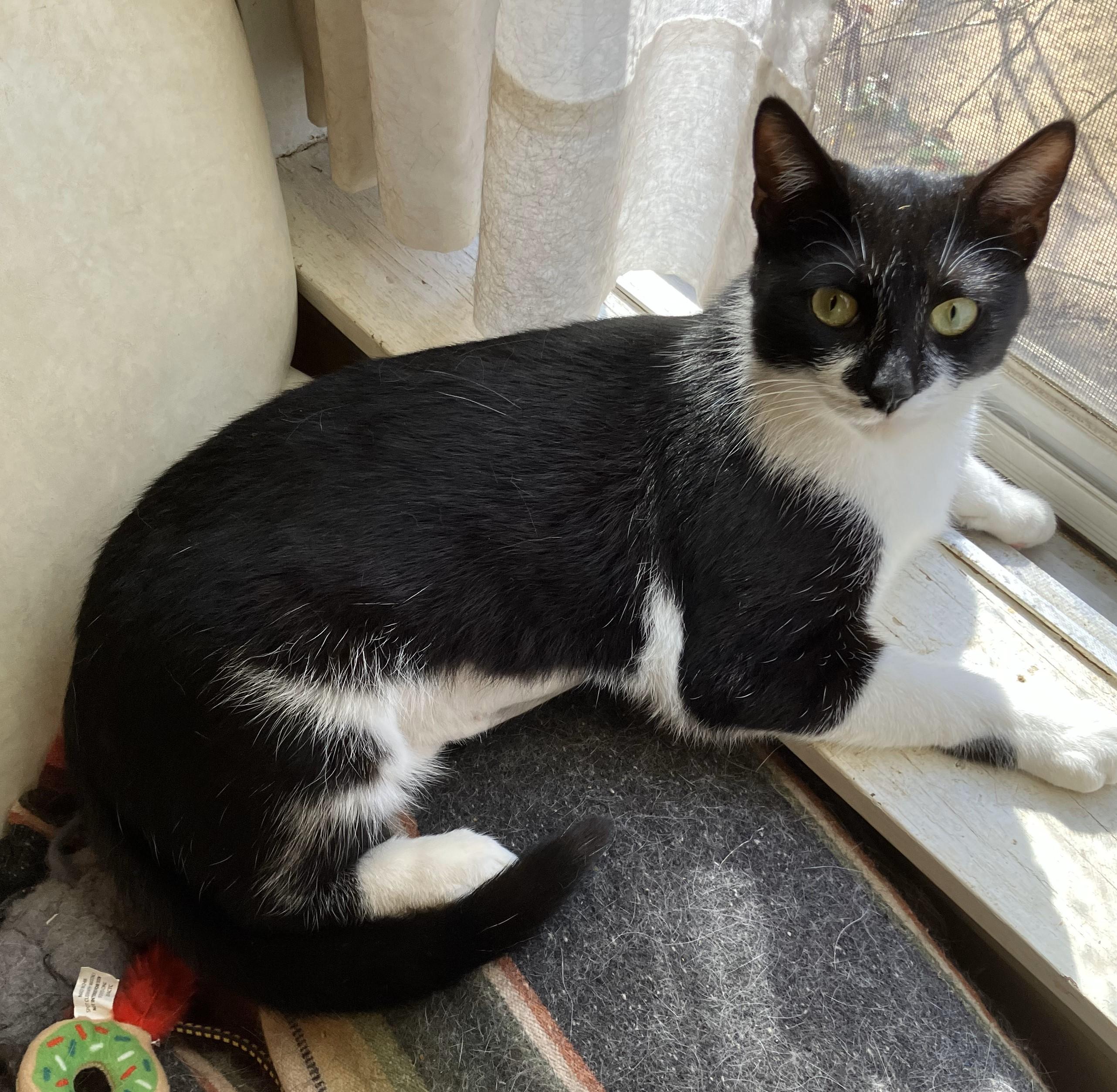 Enlarge Poppy, a Adoptable Tuxedo in Denton, TX image 2/4