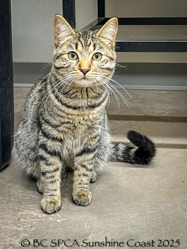 Glogg, Adoptable, Young Male Domestic Short Hair.