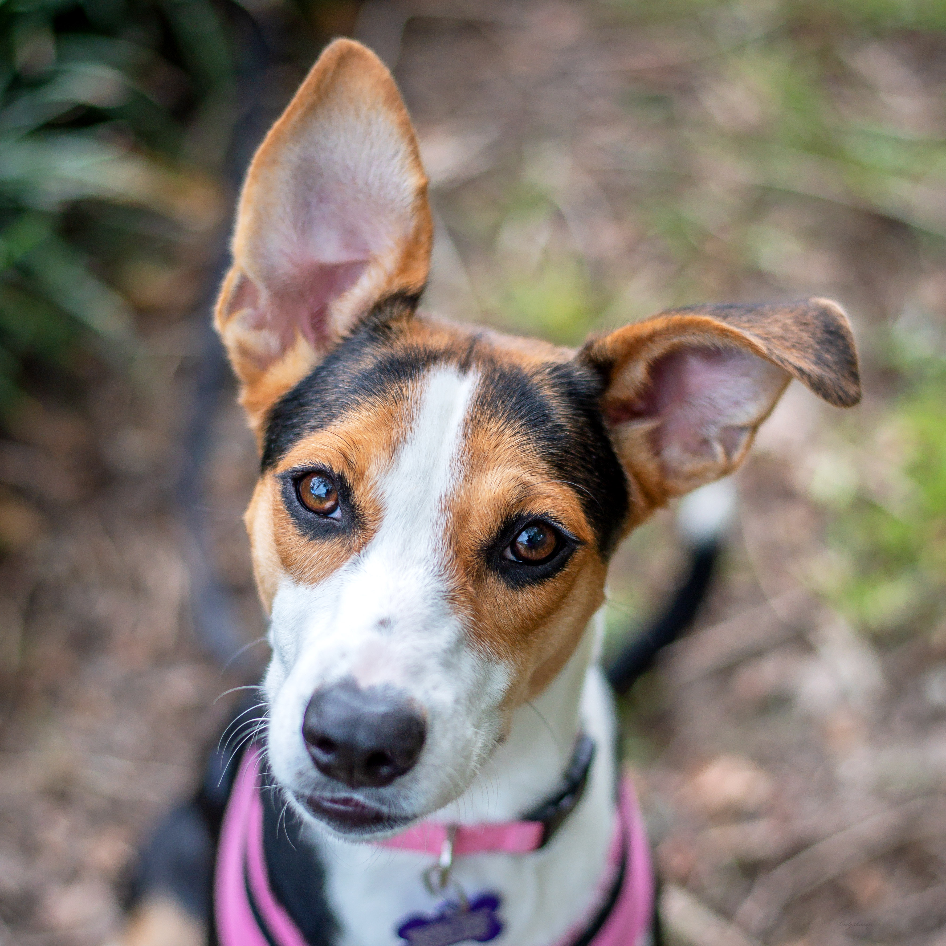 Olive, Young Female Terrier