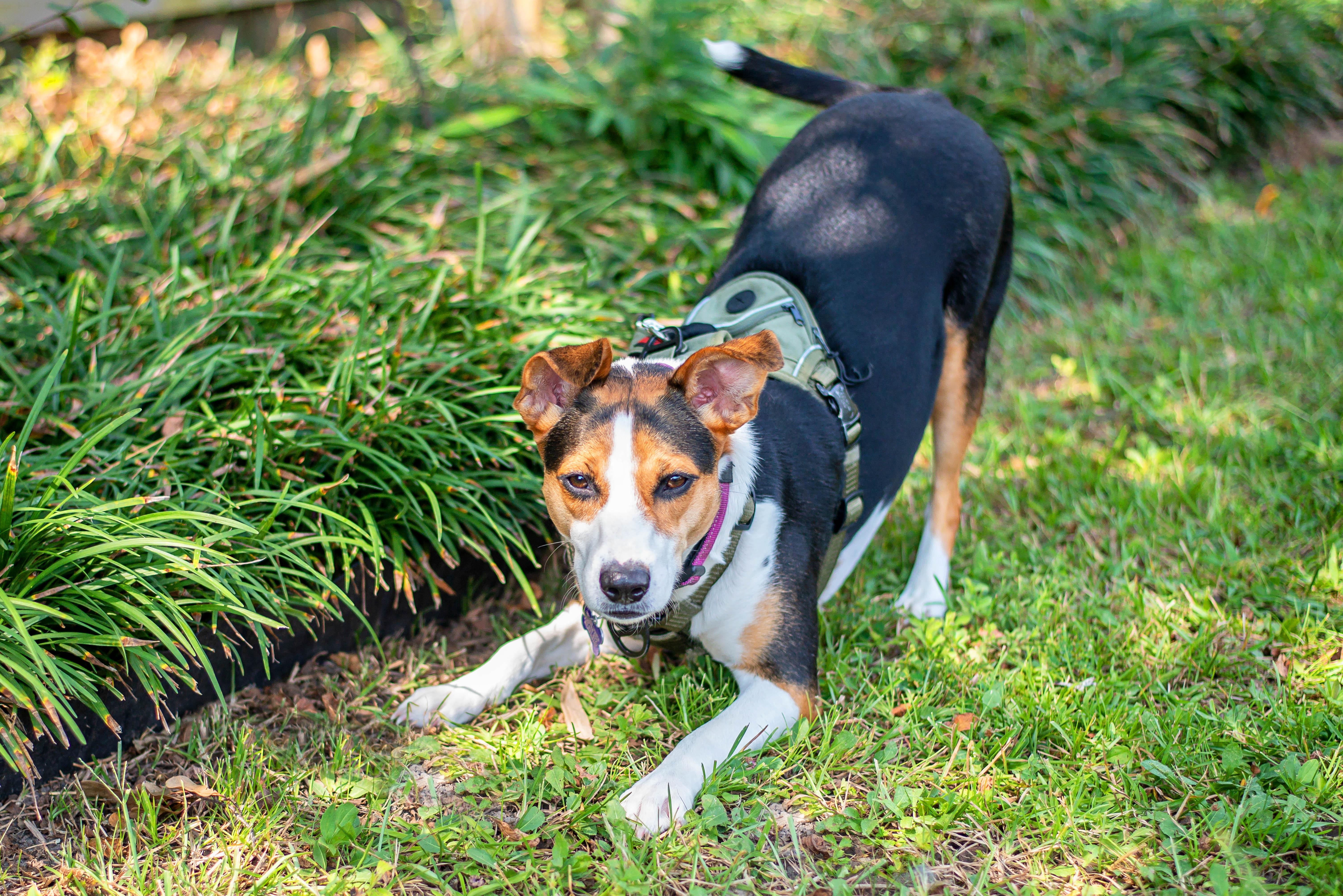 Enlarge Olive, a Adoptable mixed breed in Baton Rouge, LA image 3/6