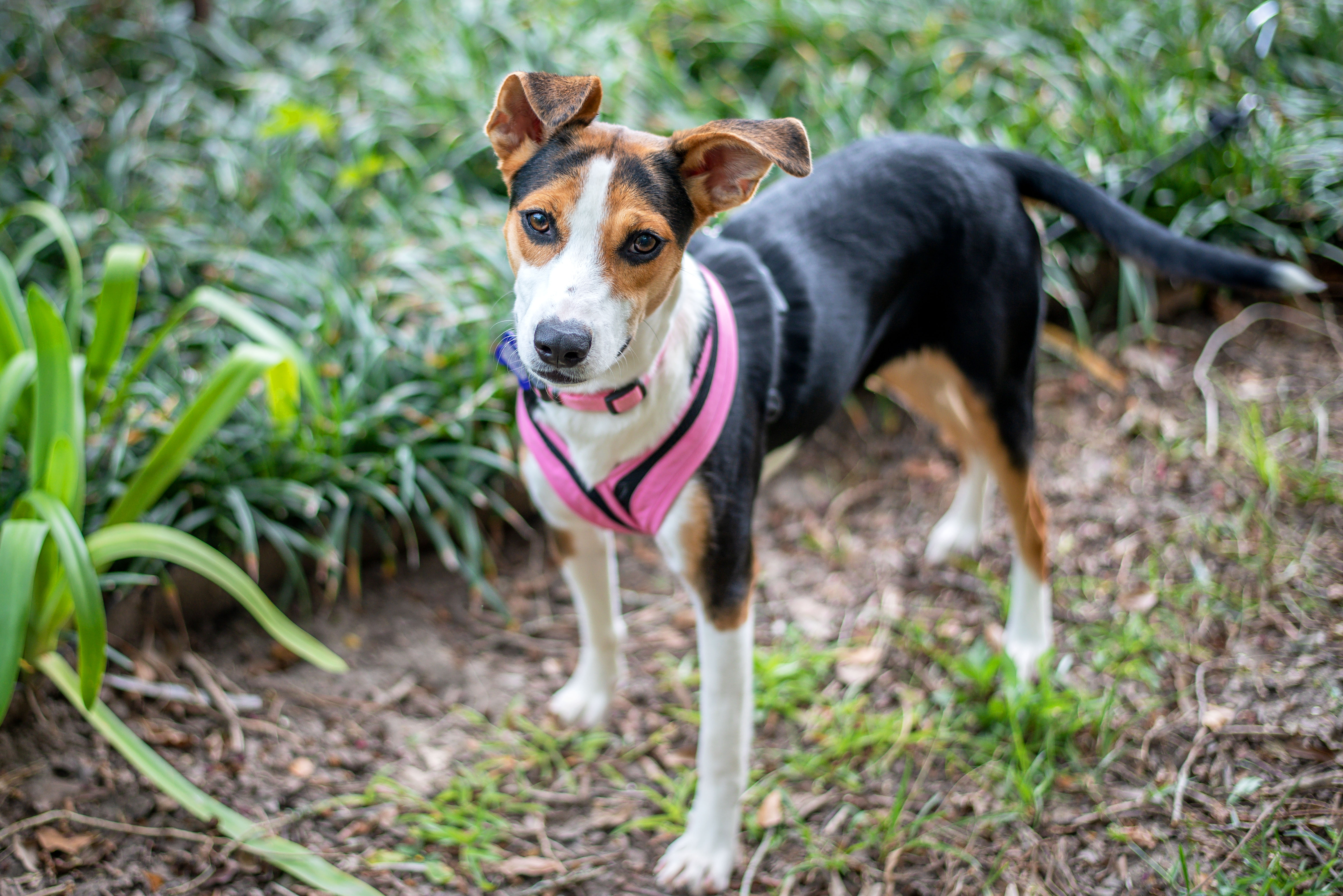 Enlarge Olive, a Adoptable mixed breed in Baton Rouge, LA image 5/6