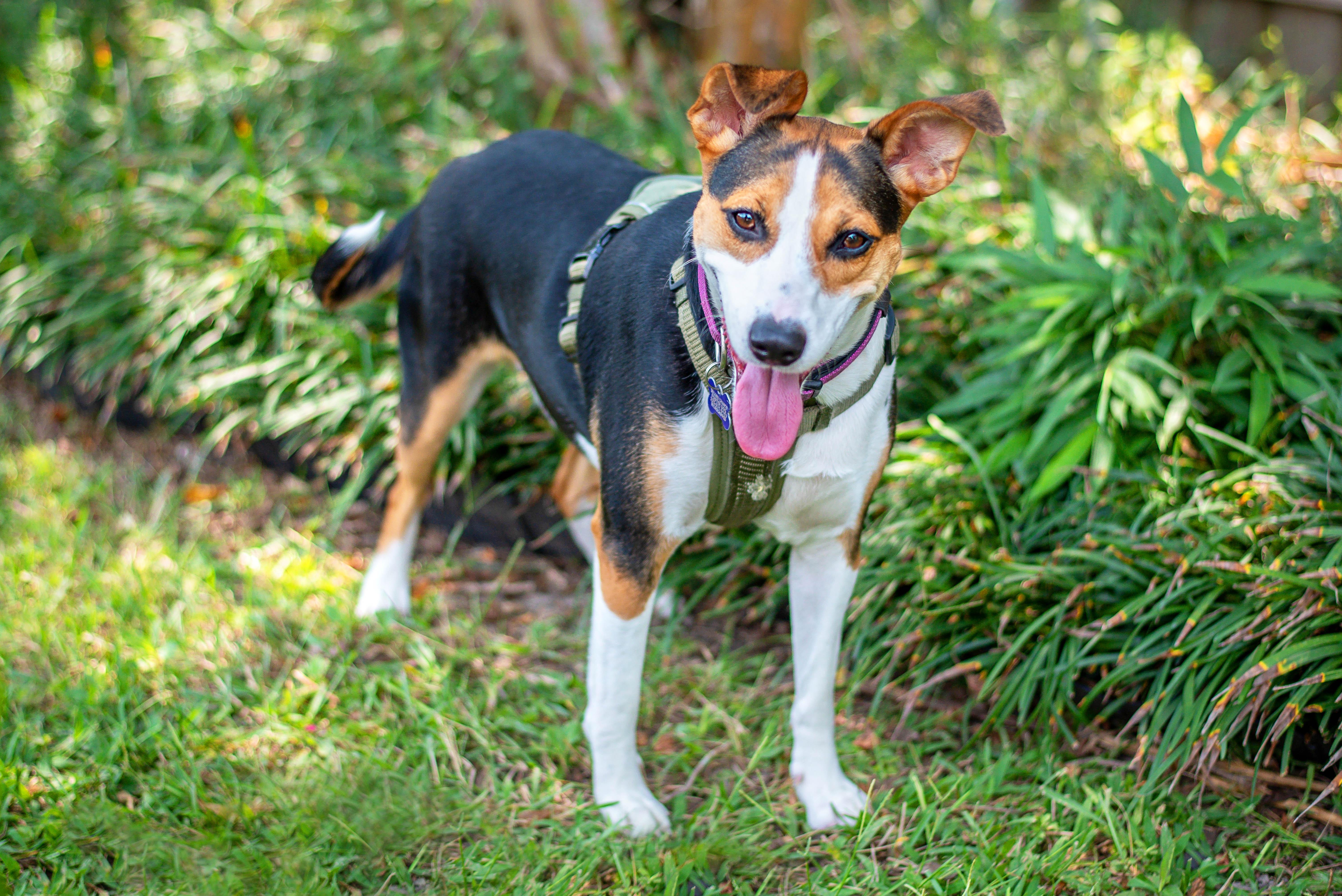 Enlarge Olive, a Adoptable mixed breed in Baton Rouge, LA image 6/6
