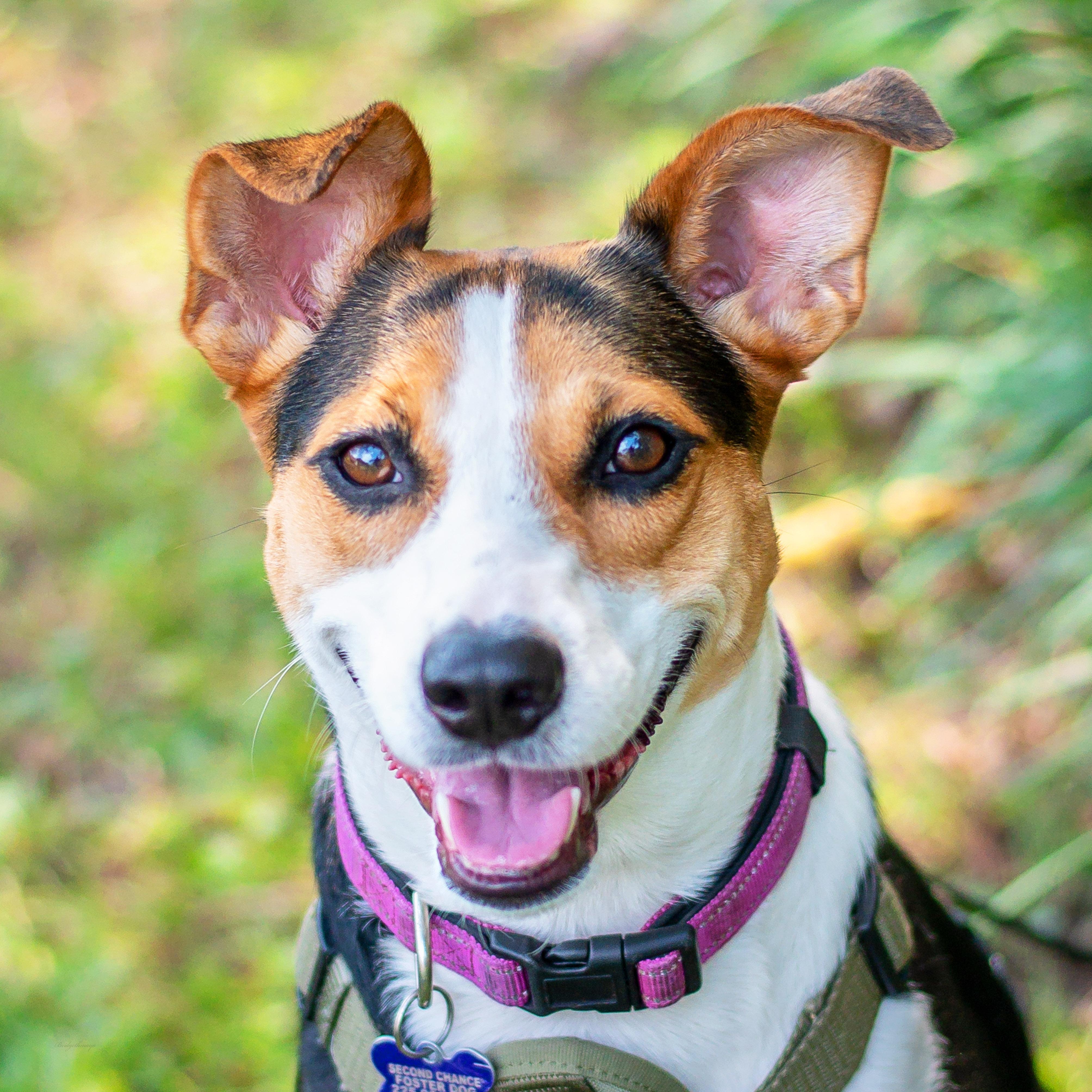 Olive, Adoptable, Young Female Terrier & Hound.