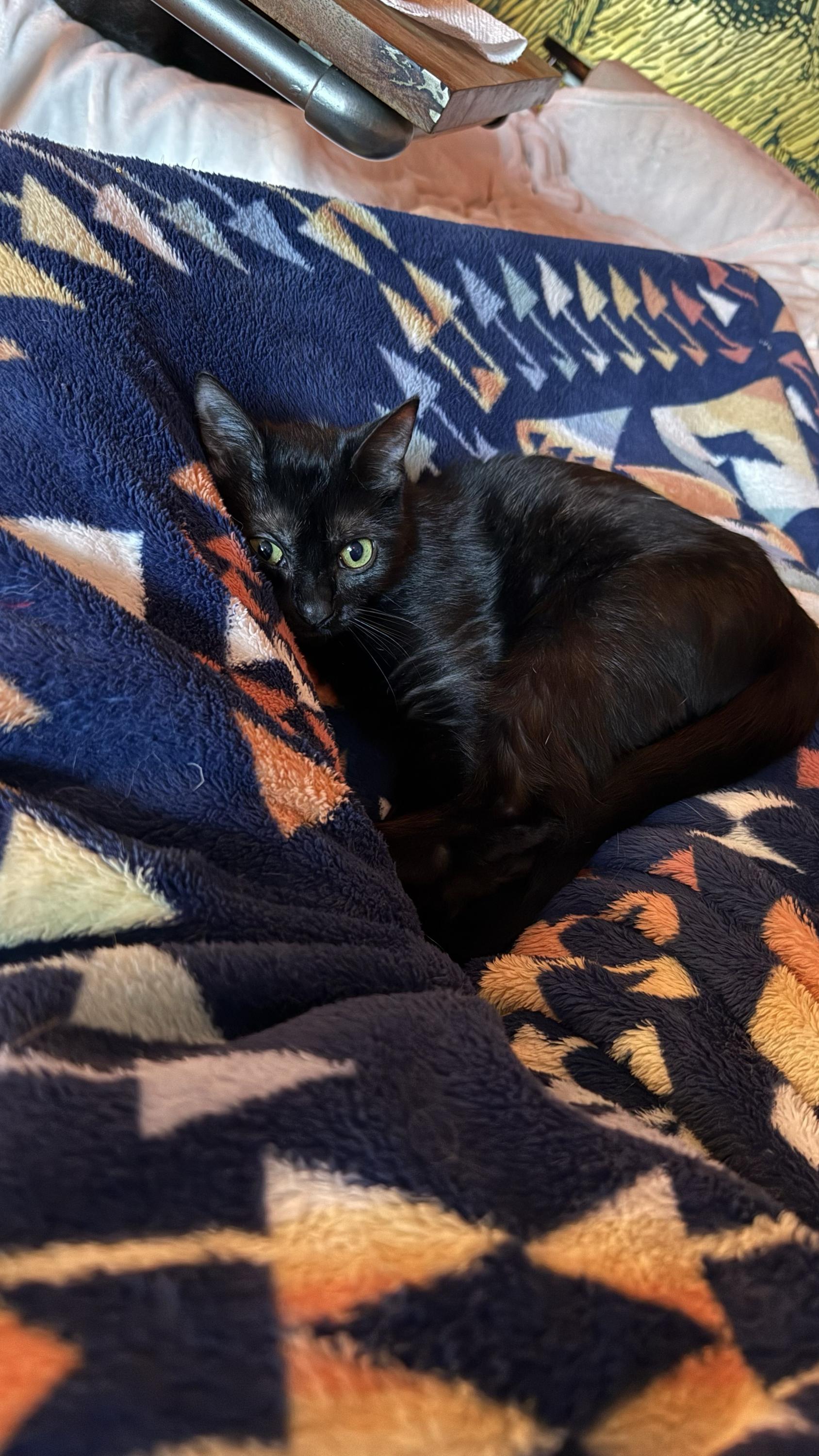 Freddie, a ADOPTABLE Domestic Short Hair in Seattle, WA image 6/6