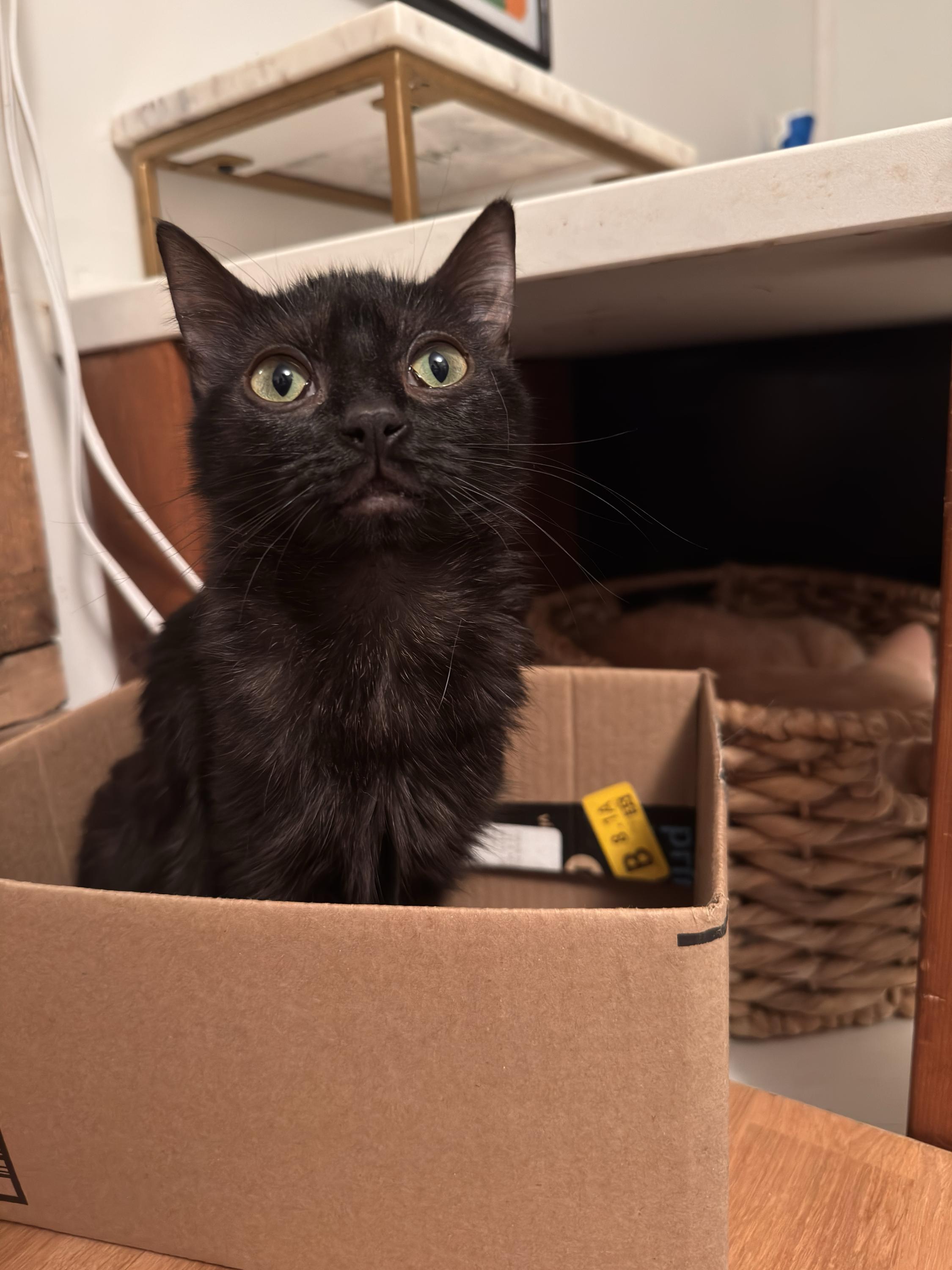 Freddie, a ADOPTABLE Domestic Short Hair in Seattle, WA image 4/6