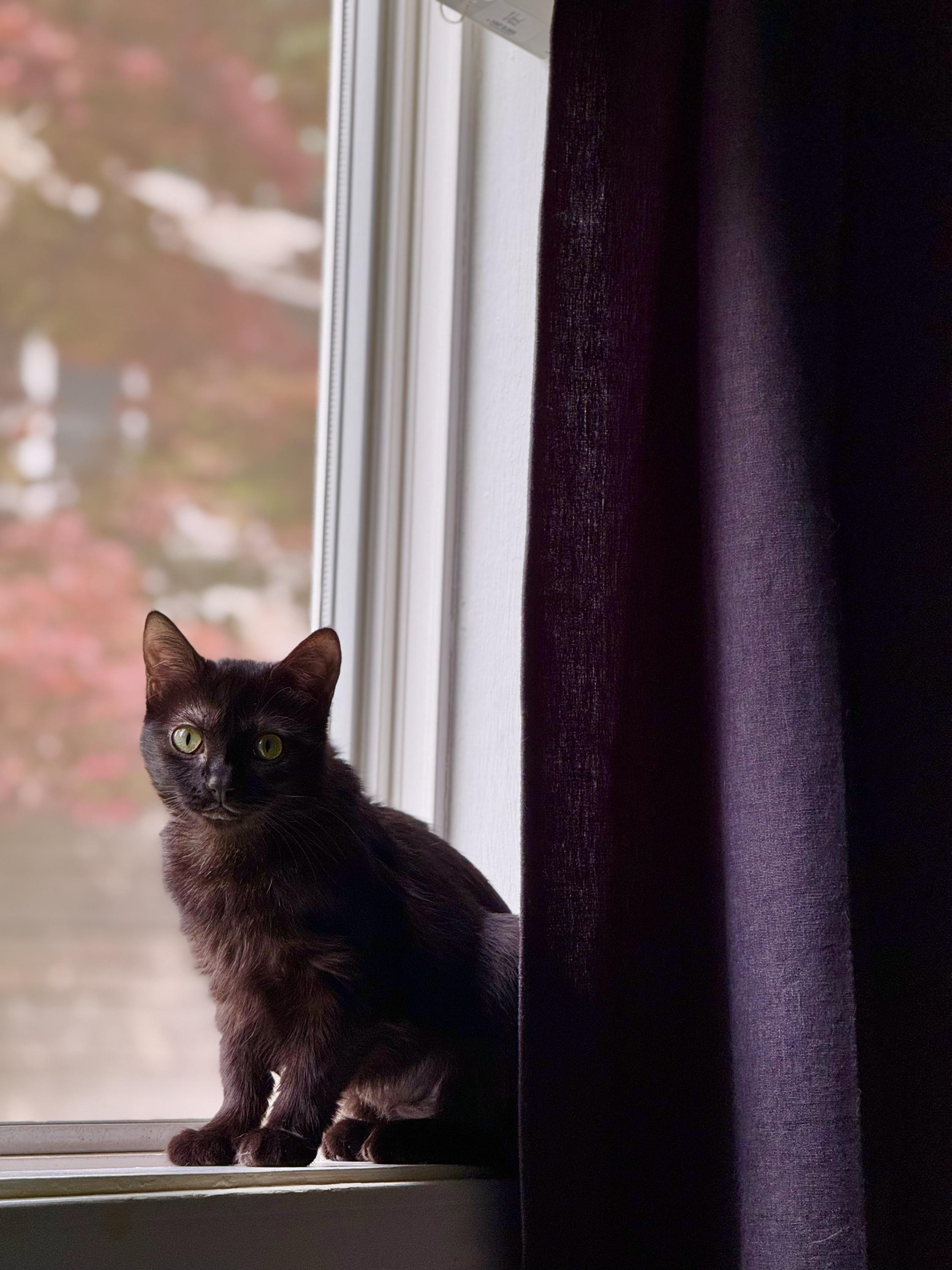 Freddie, a ADOPTABLE Domestic Short Hair in Seattle, WA image 3/6
