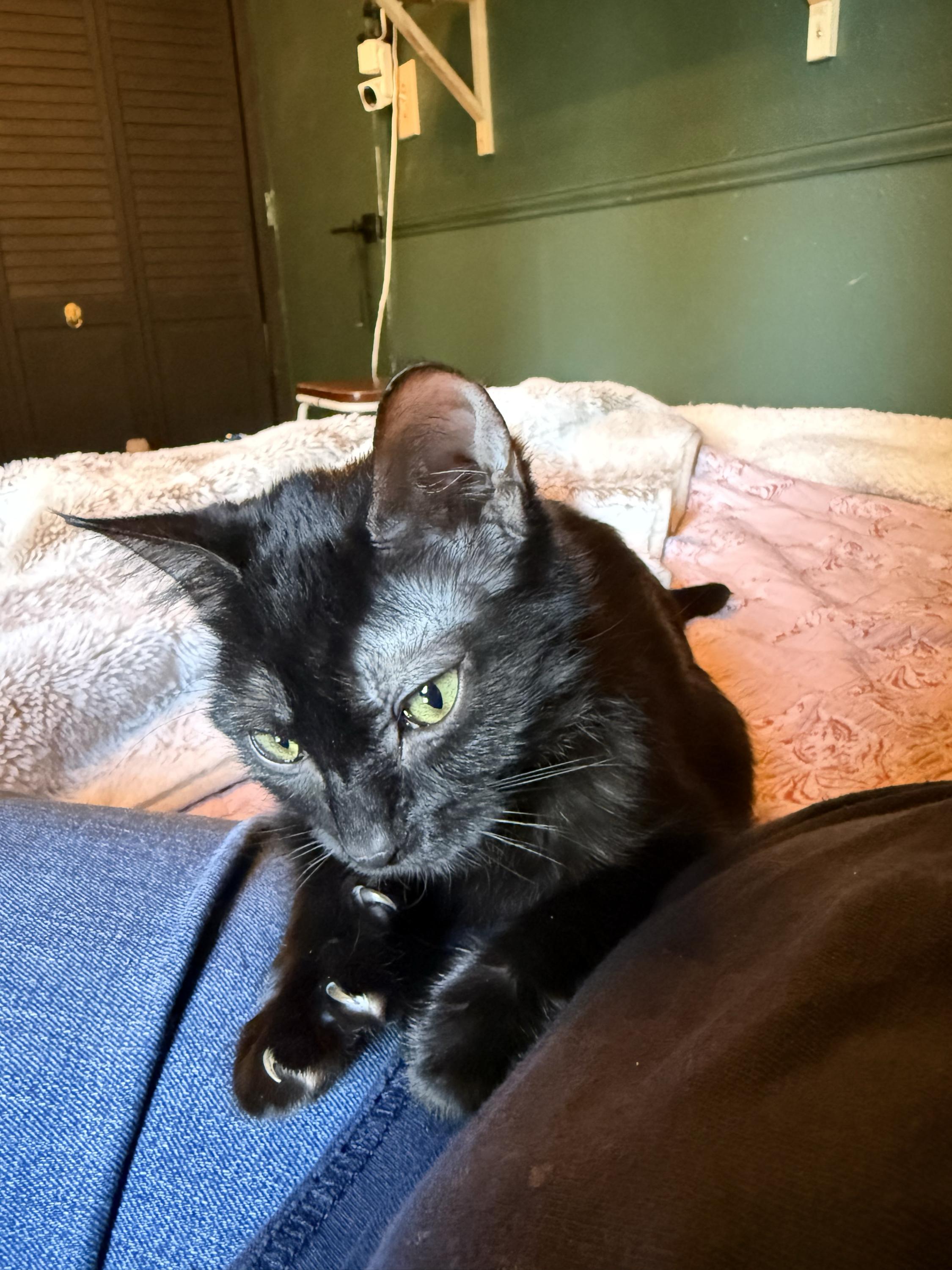 Freddie, a ADOPTABLE Domestic Short Hair in Seattle, WA image 2/6