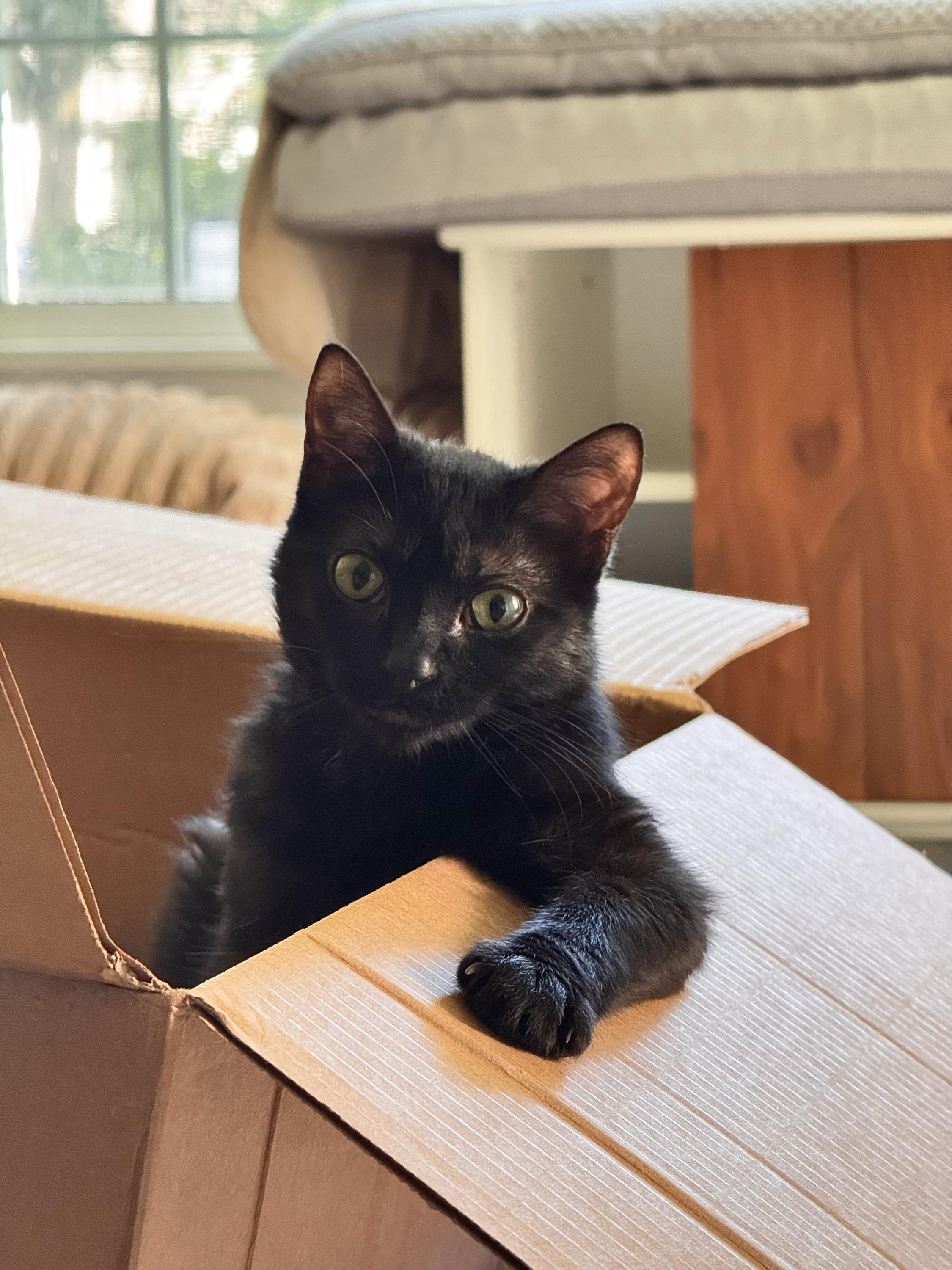 Freddie, ADOPTABLE, Young Female Domestic Short Hair.
