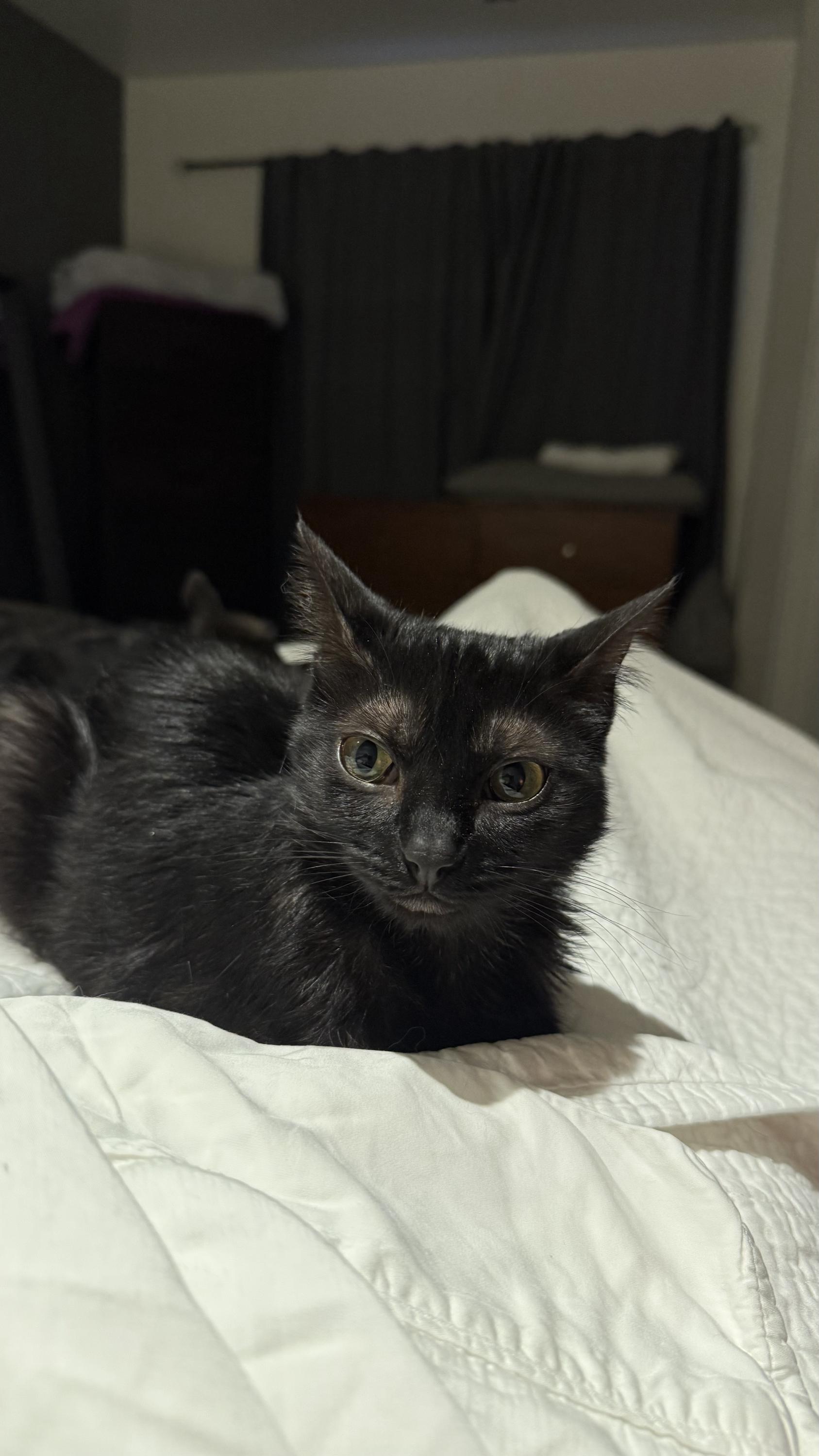 Freddie, a ADOPTABLE Domestic Short Hair in Seattle, WA image 5/6