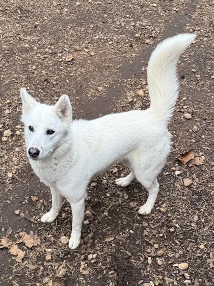 Stella, Adoptable, Adult Female Siberian Husky & Mixed Breed.
