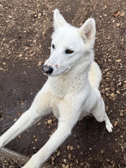 Enlarge Stella, a Adoptable mixed breed in Cumming, GA image 2/3
