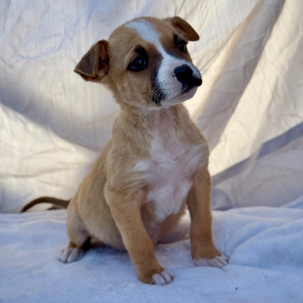 Enlarge Dorothy, a Adoptable Pit Bull Terrier in Midland, TX image 1/1