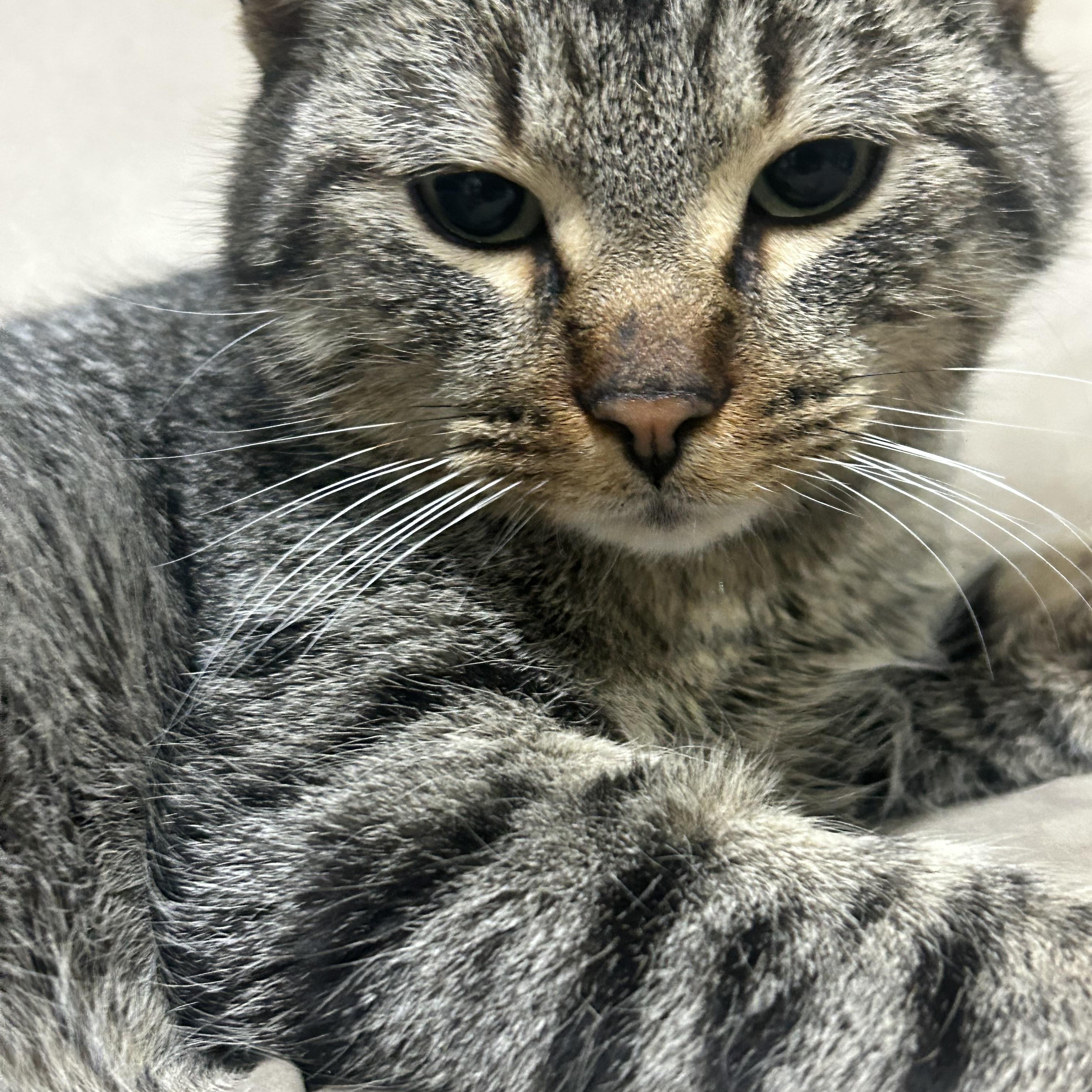 Boyd, an adopted Domestic Short Hair in Edmonton, AB image 3/4