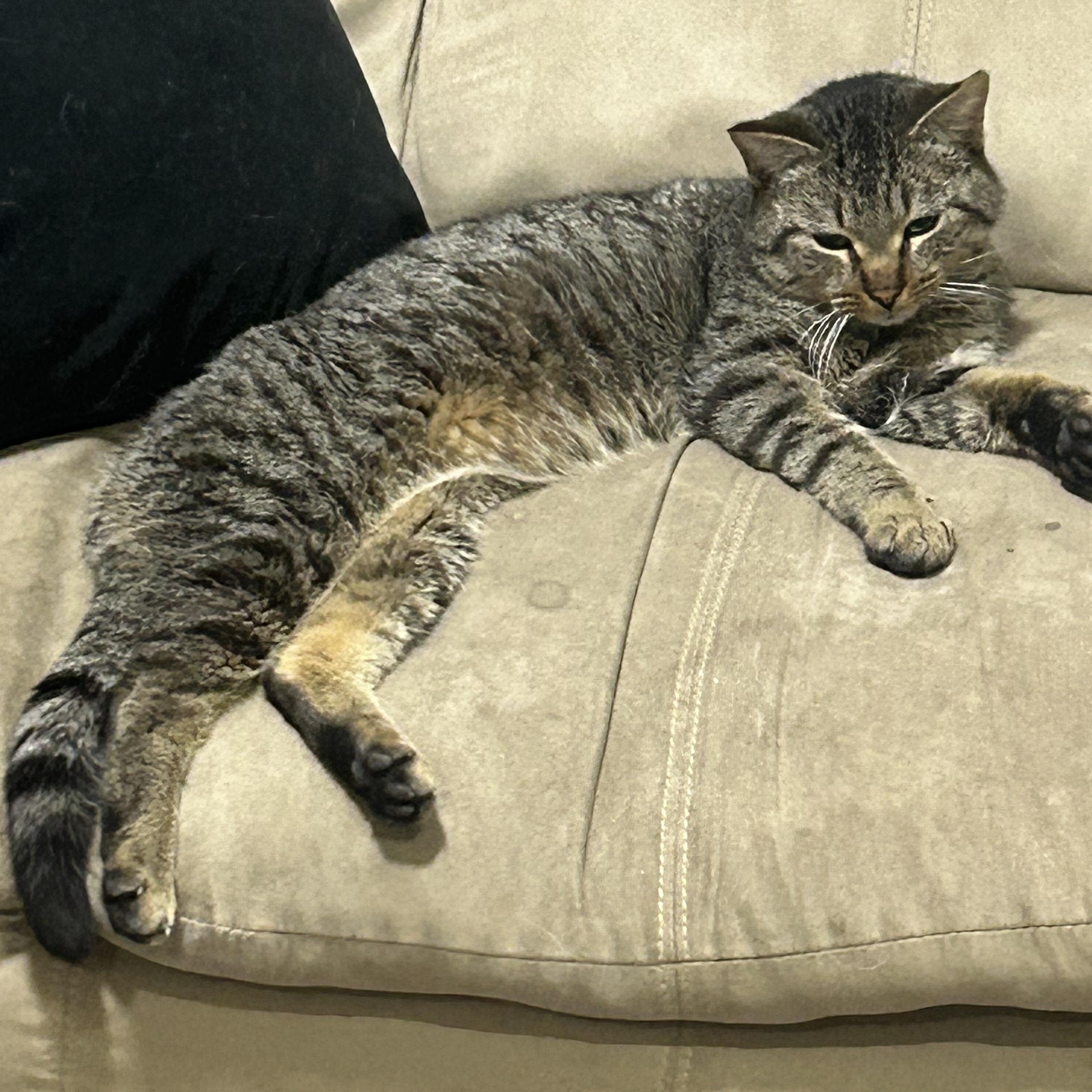 Boyd, an adopted Domestic Short Hair in Edmonton, AB image 4/4