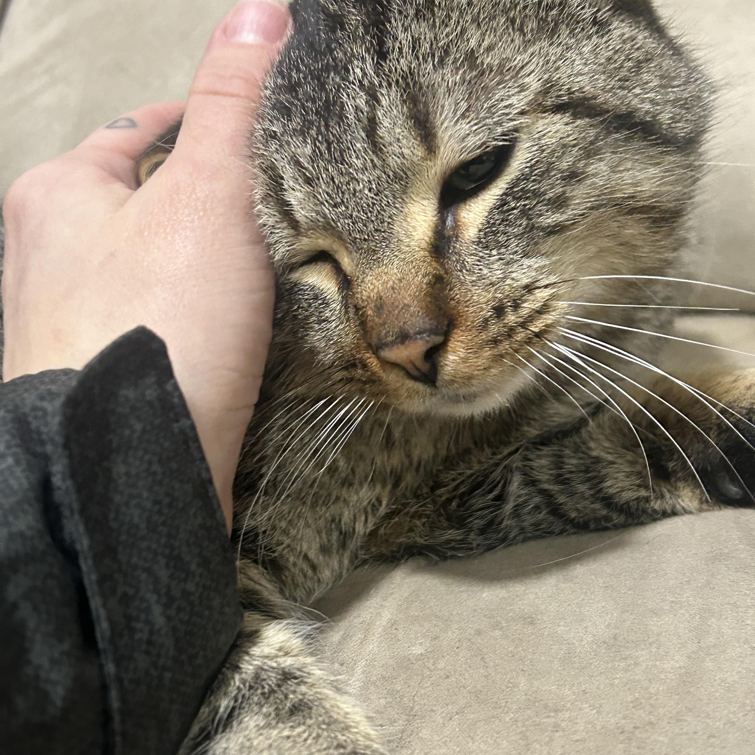 Boyd, an adopted Domestic Short Hair in Edmonton, AB image 2/4