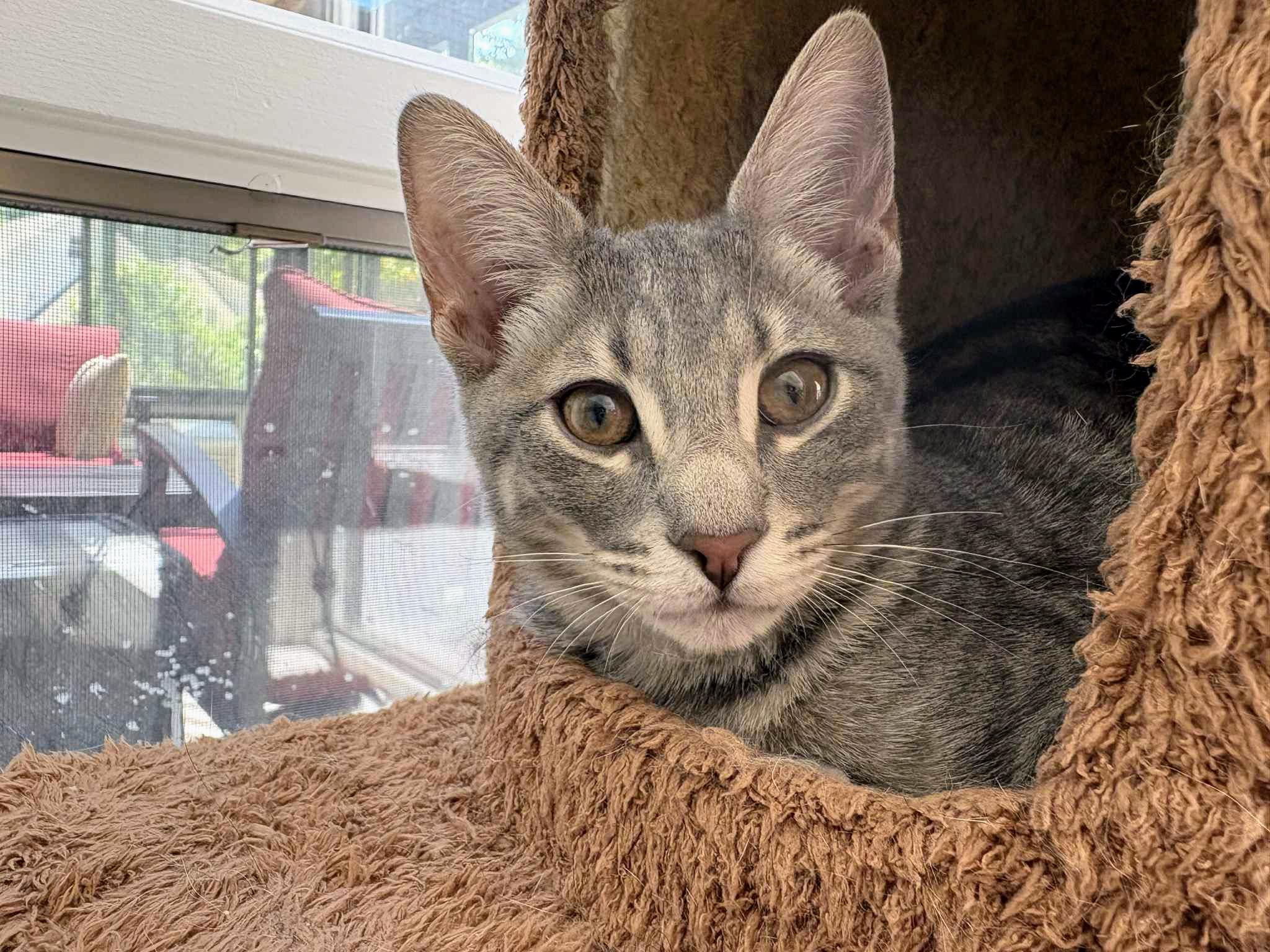 Pork Chop, Young Male unknown