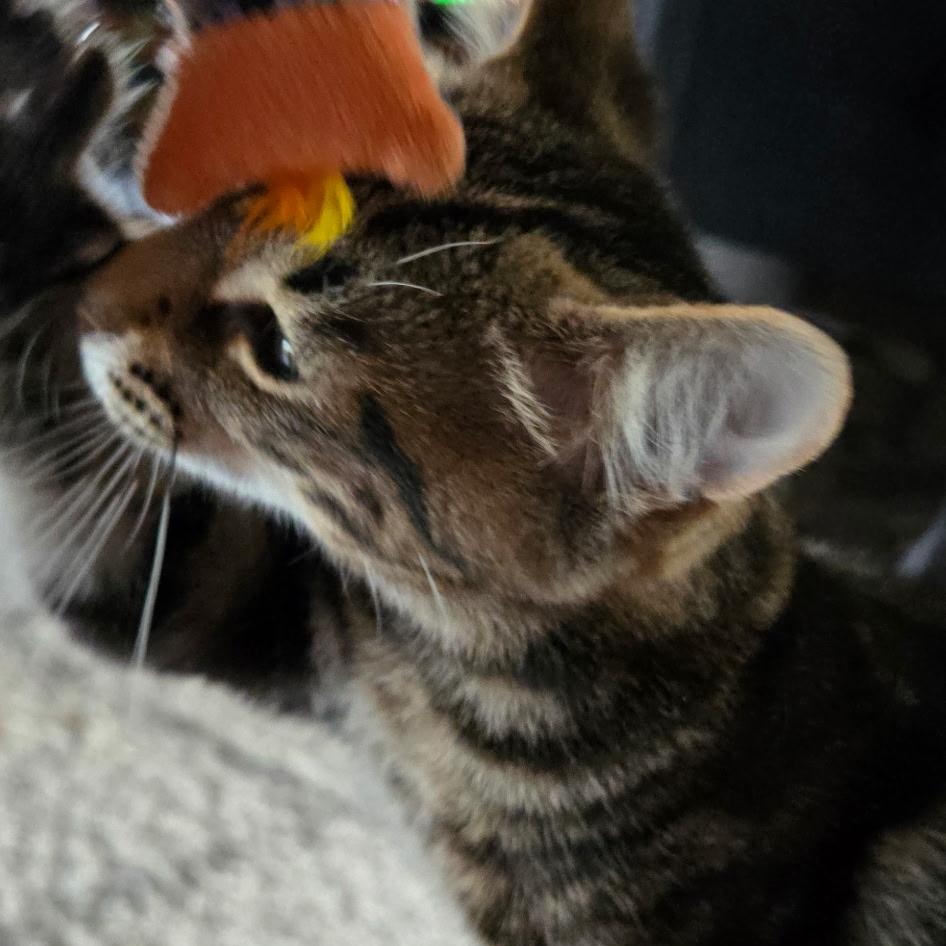 Enlarge Tony, an adopted Domestic Short Hair in Everett, ON image 6/6