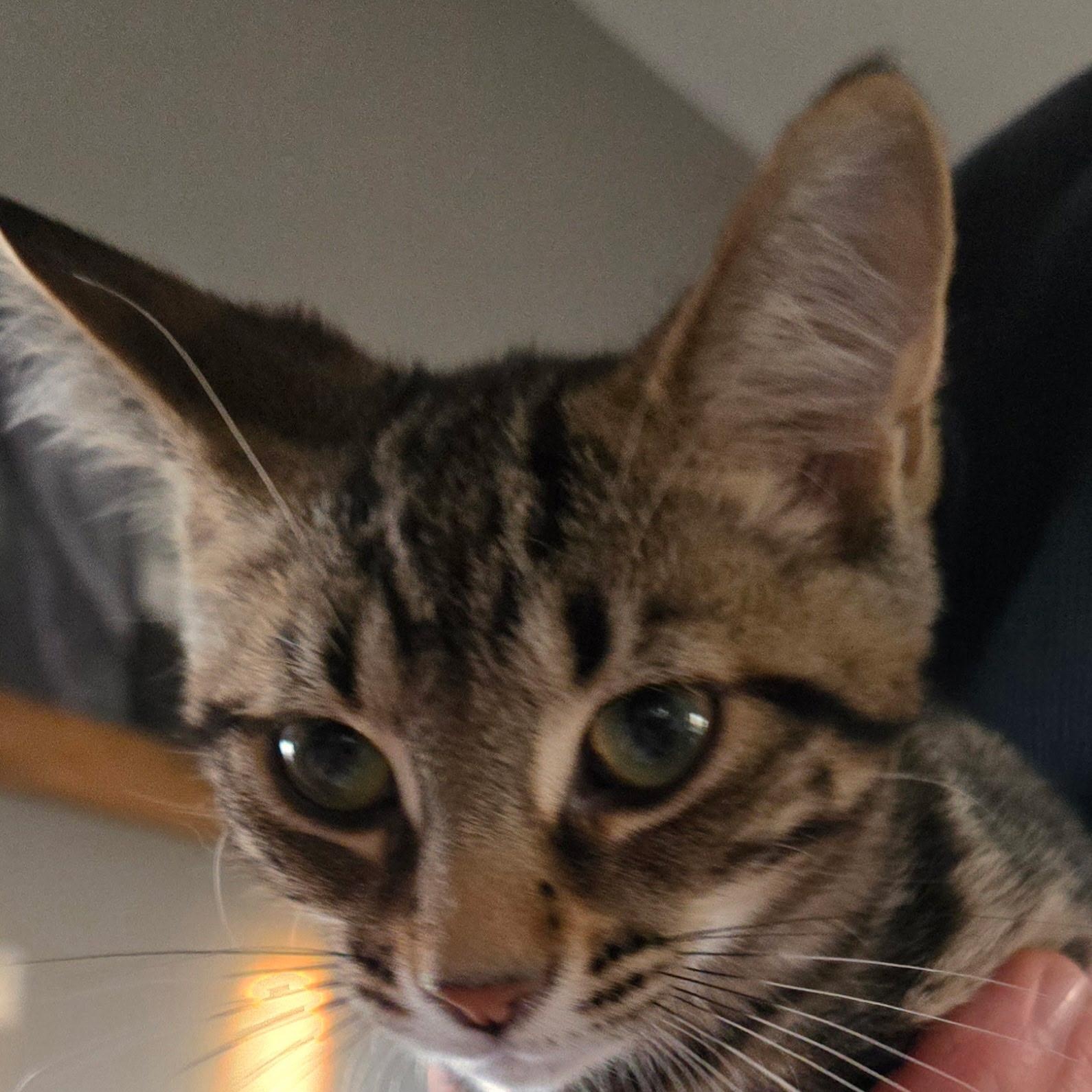 Enlarge Tony, an adopted Domestic Short Hair in Everett, ON image 2/6