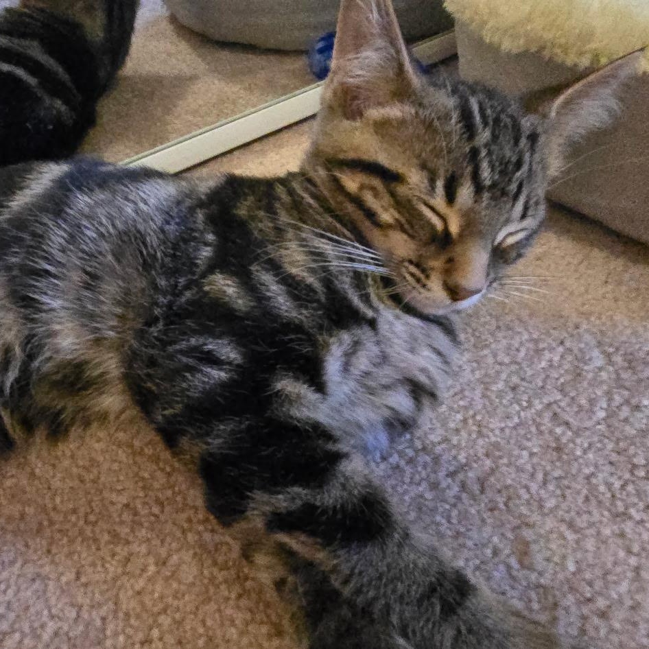 Enlarge Tony, an adopted Domestic Short Hair in Everett, ON image 3/6